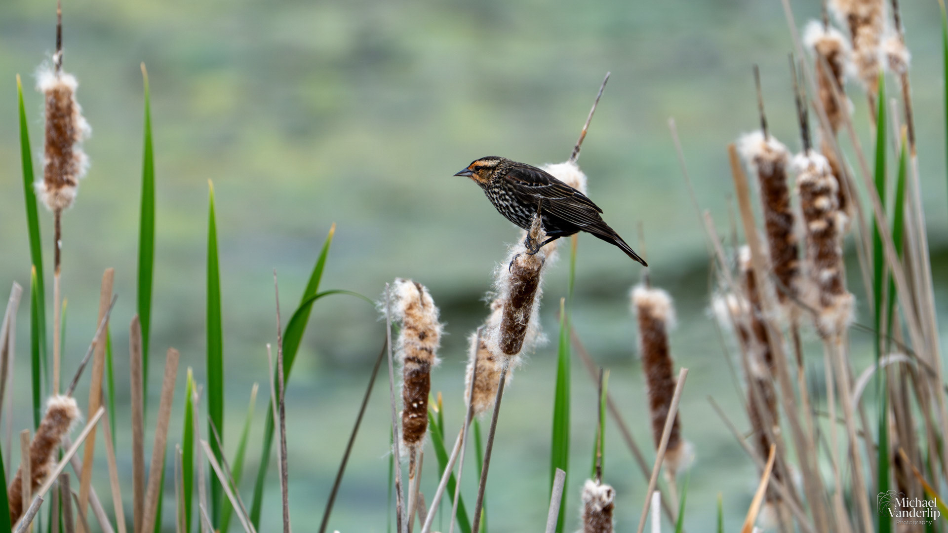 Red Winged Black Bird (female) along the Bear Creek Greenway near Talent, Oregon.