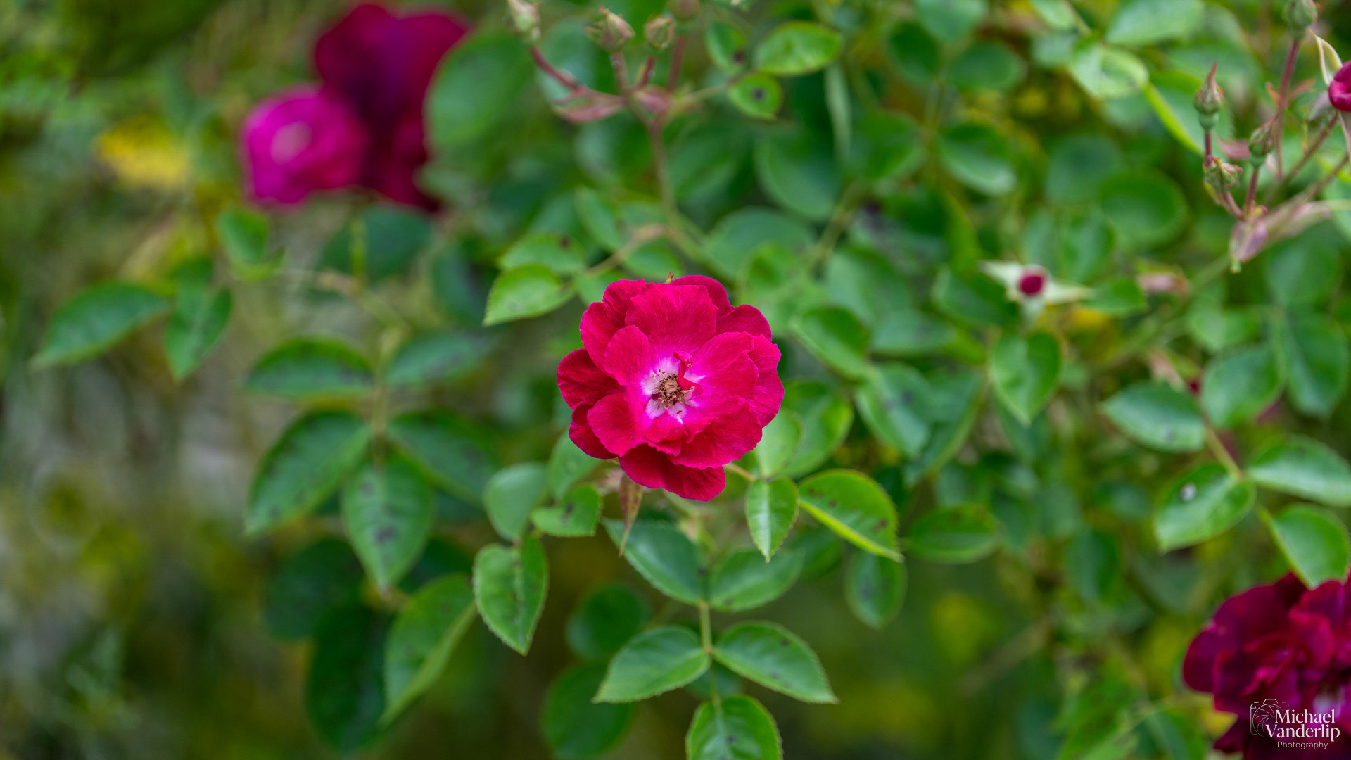 Rose in Talent, Oregon.