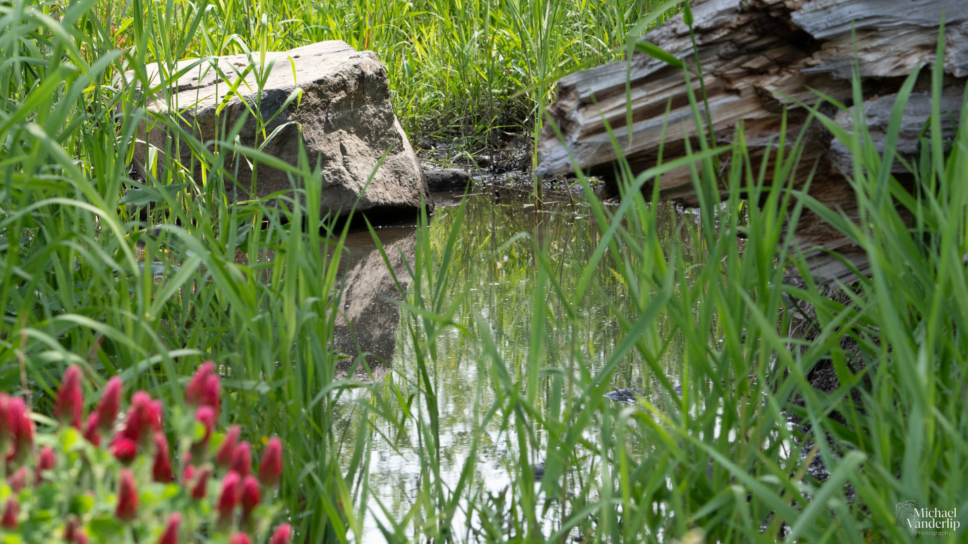 A pond along the Bear Creek Greenway near Talent, Oregon.