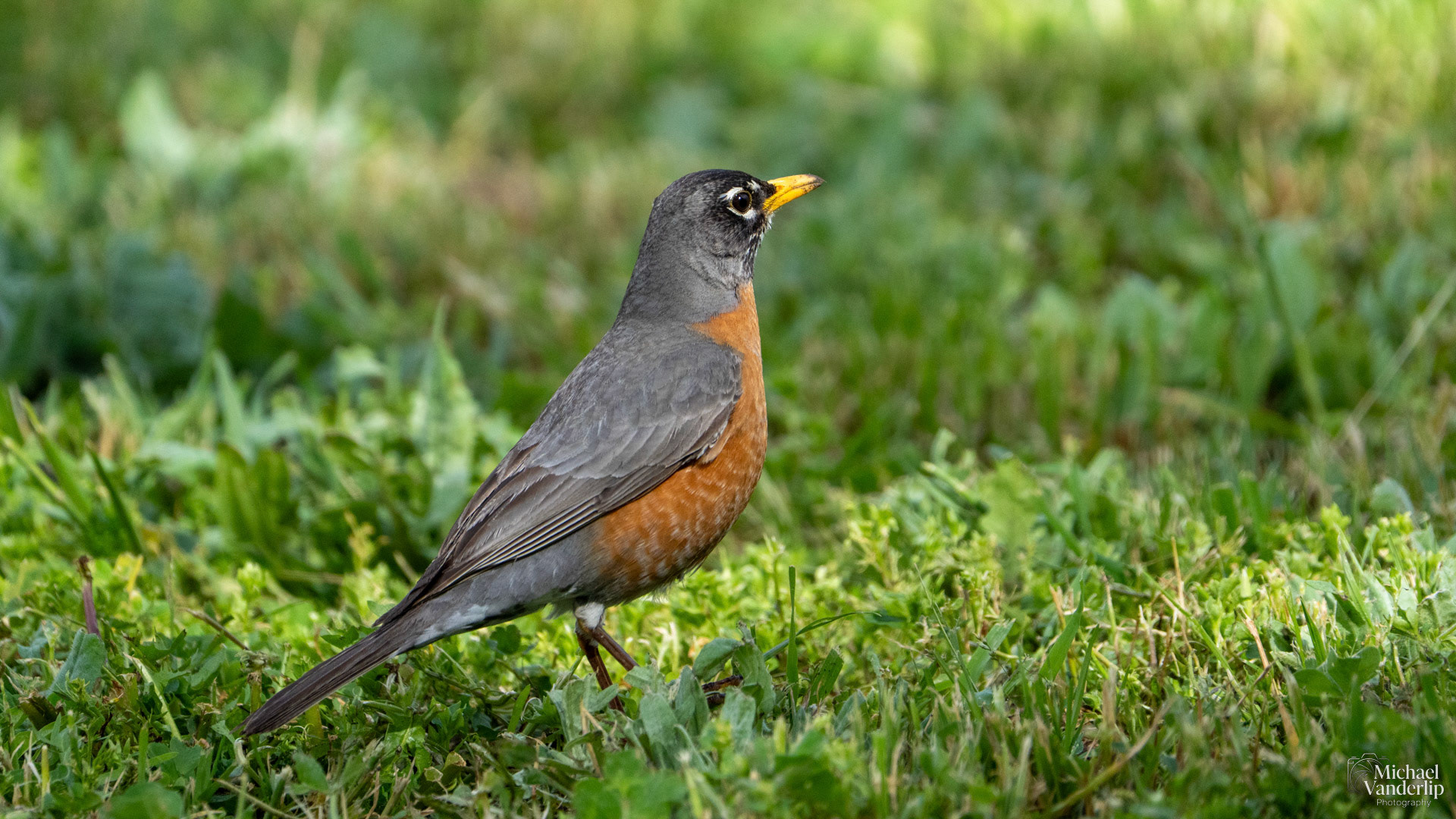 American Robin along the Bear Creek Greenway near Talent, Oregon.