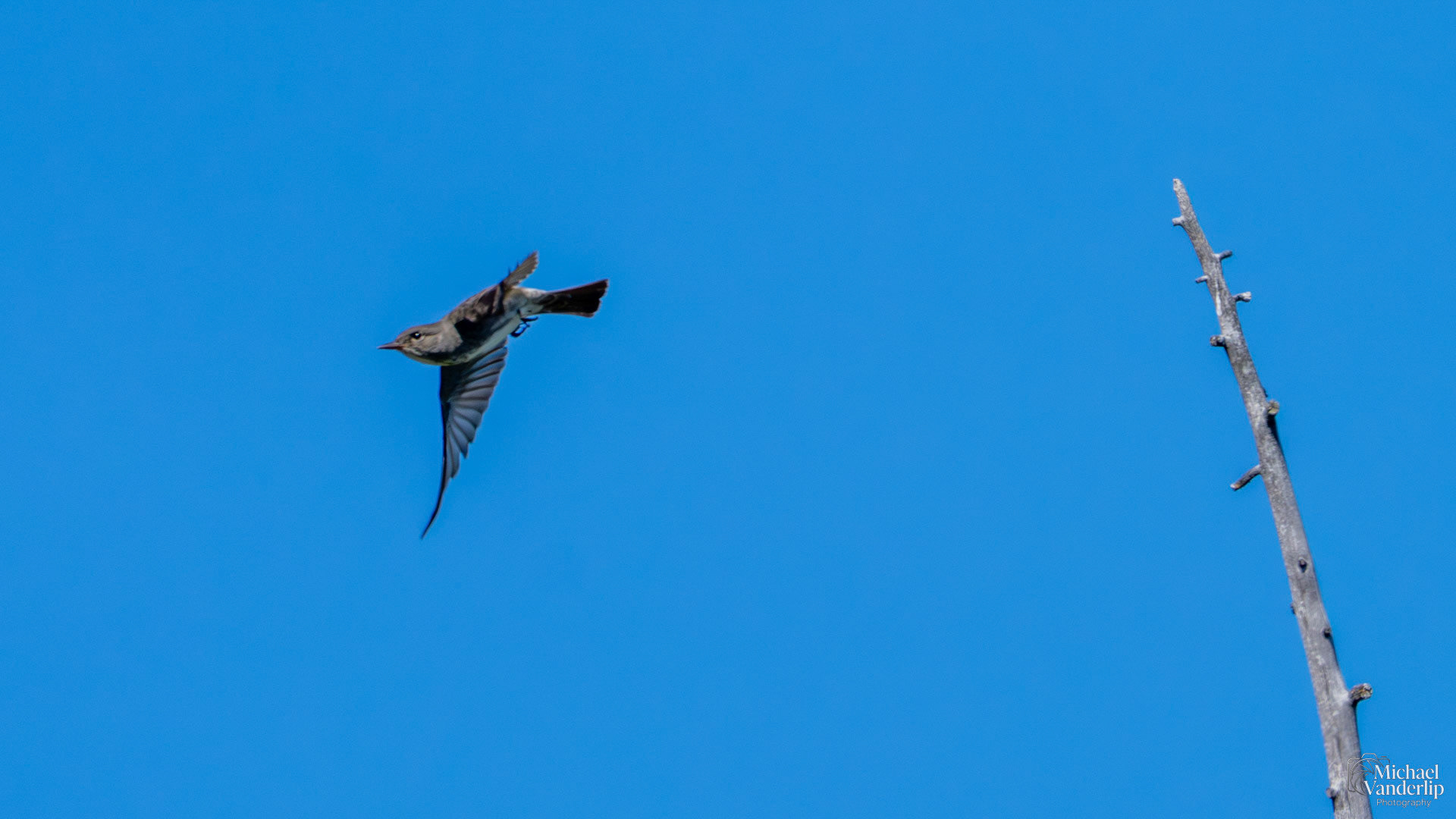 Olive-Sided Flycatcher along the Roxy Ann Trail, Medford, Oregon.