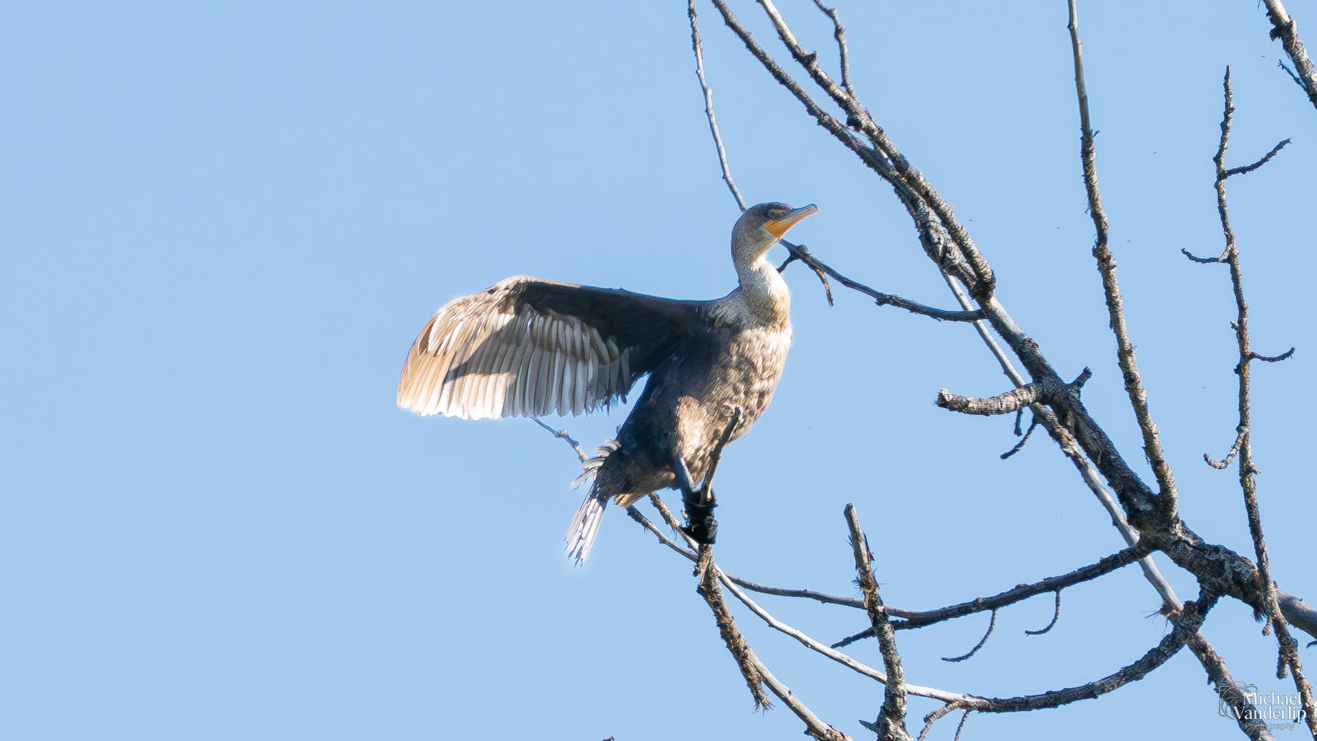 Double-Crested Cormorant along the Bear Creek Grenway near Talent, Oregon.