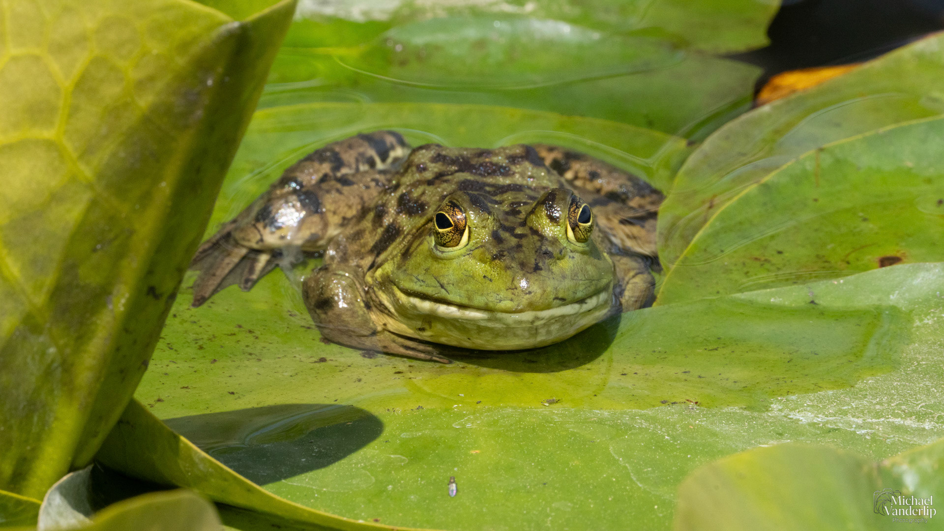 American Bullfrog along the Bear Creek Greenway near Talent, Oregon.