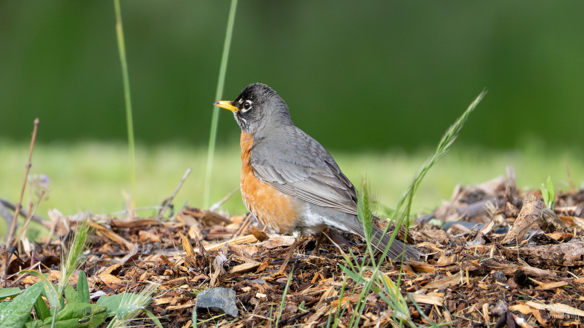 American Robin along the Bear Creek Greenway near Talent, Oregon.