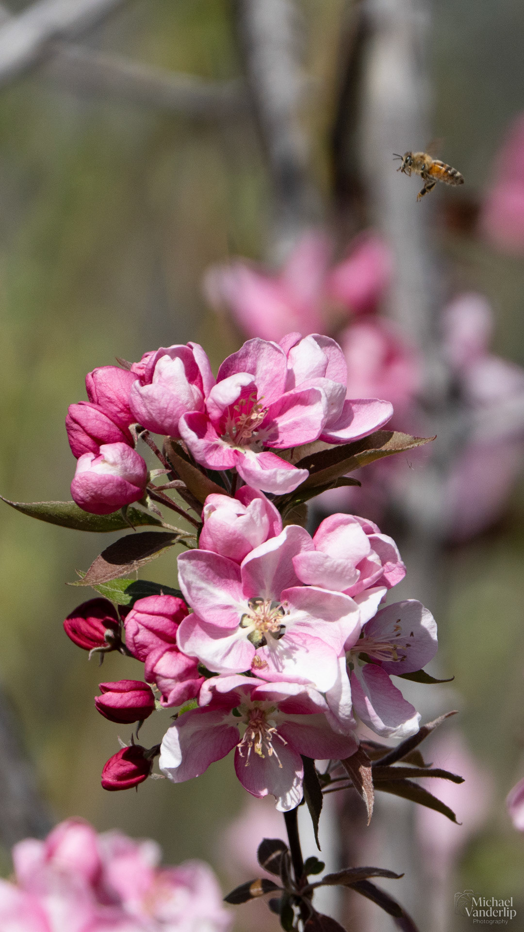Honey Bee and Crabapple Blossoms along the Bear Creek Greenway near Talent, Oregon.
