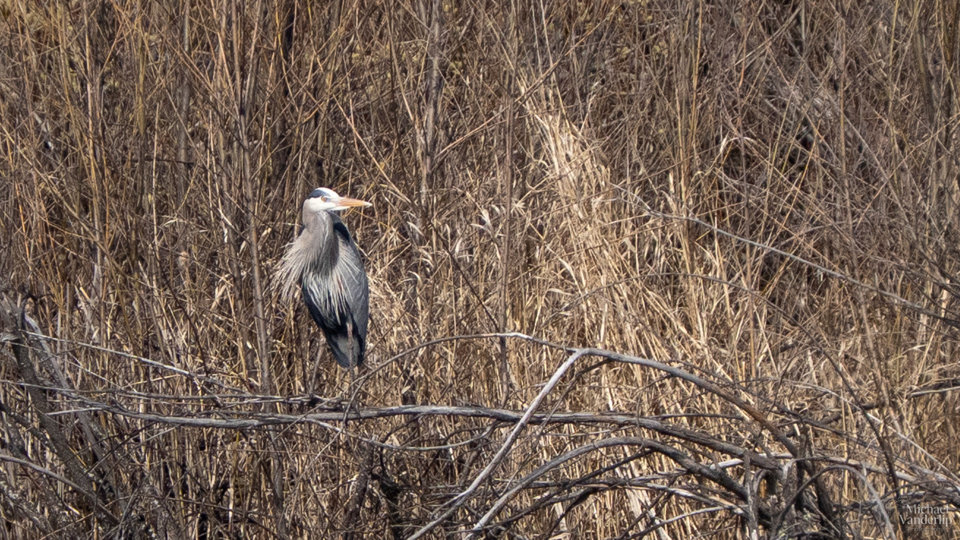 Great Blue Heron along the Bear Creek Greenway near Talent, Oregon.