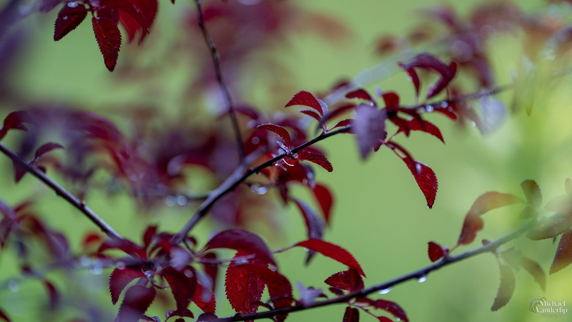 Plum Tree in Talent, Oregon.