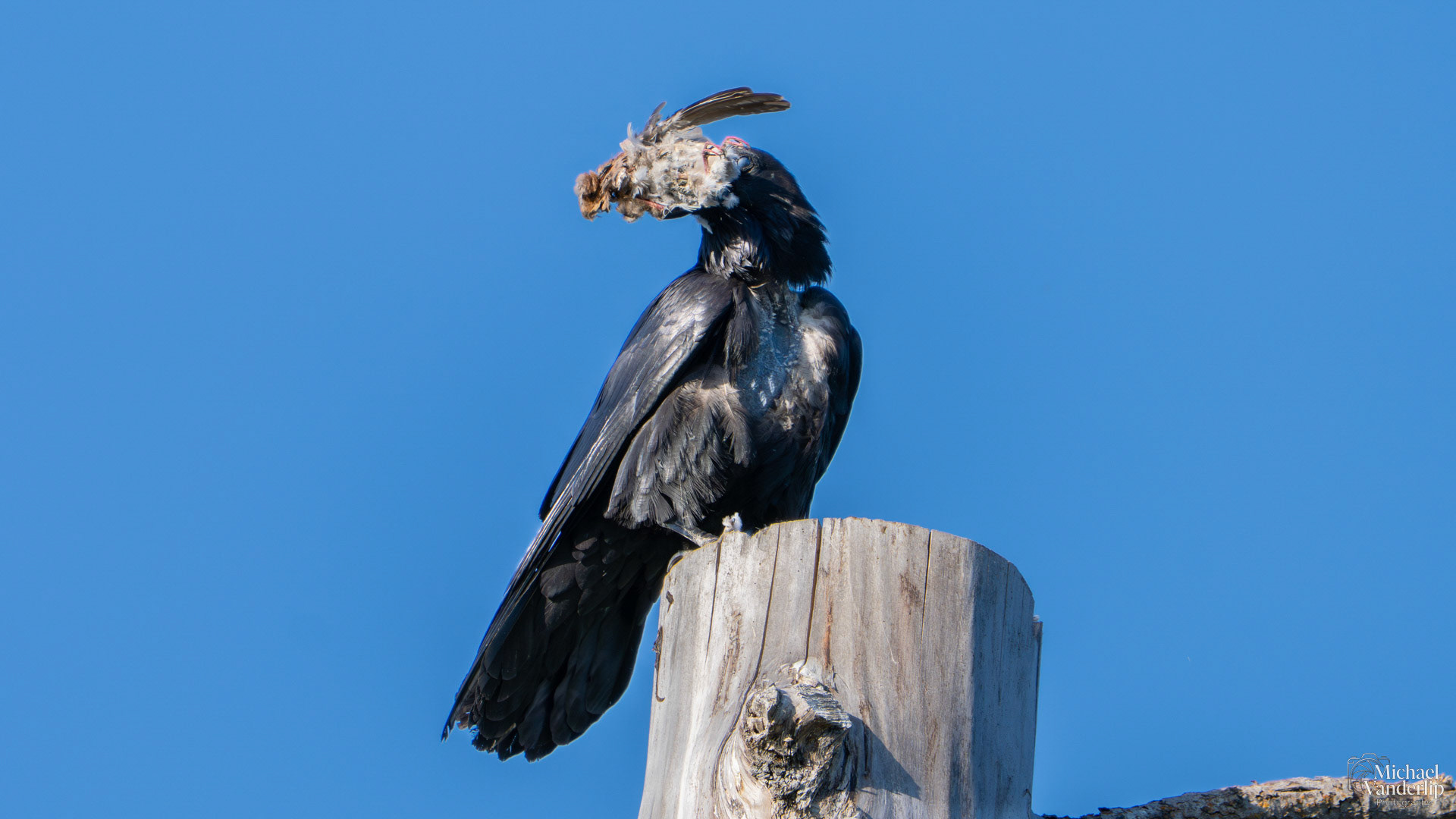 Raven ravenously devouring a small bird along the Bear Creek Greenway near Talent, Oregon.