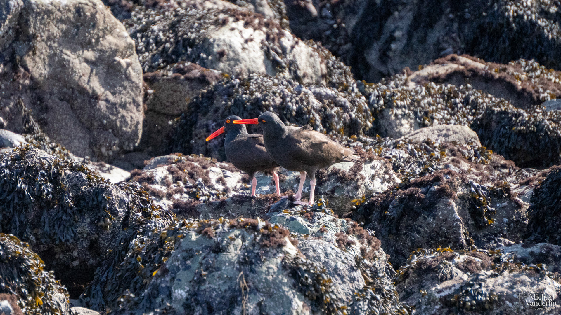 Black Oystercatcher on Harris Beach, Brookings, Oregon.