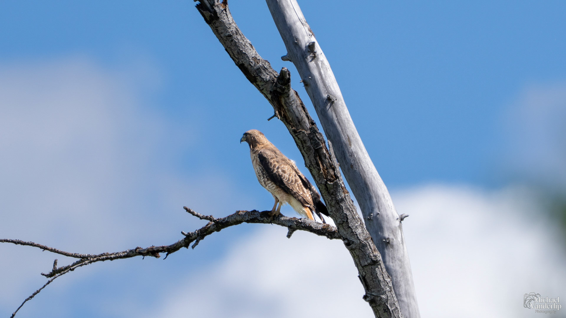Red-Tailed Hawk along the Bear Creek Greenway near Talent, Oregon.
