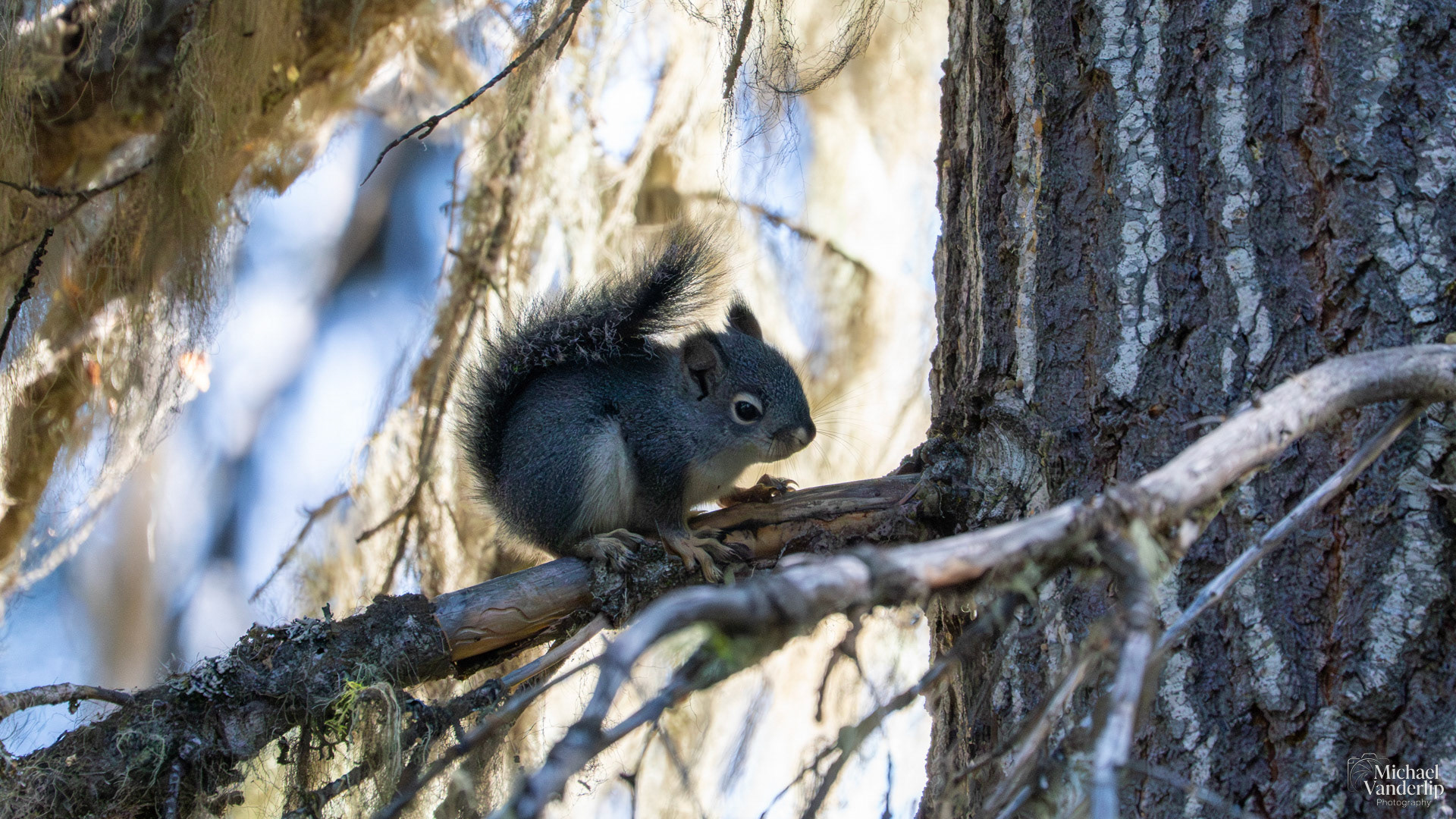 Douglas Squirrel along the Wagner Butte Trail near Talent, Oregon.