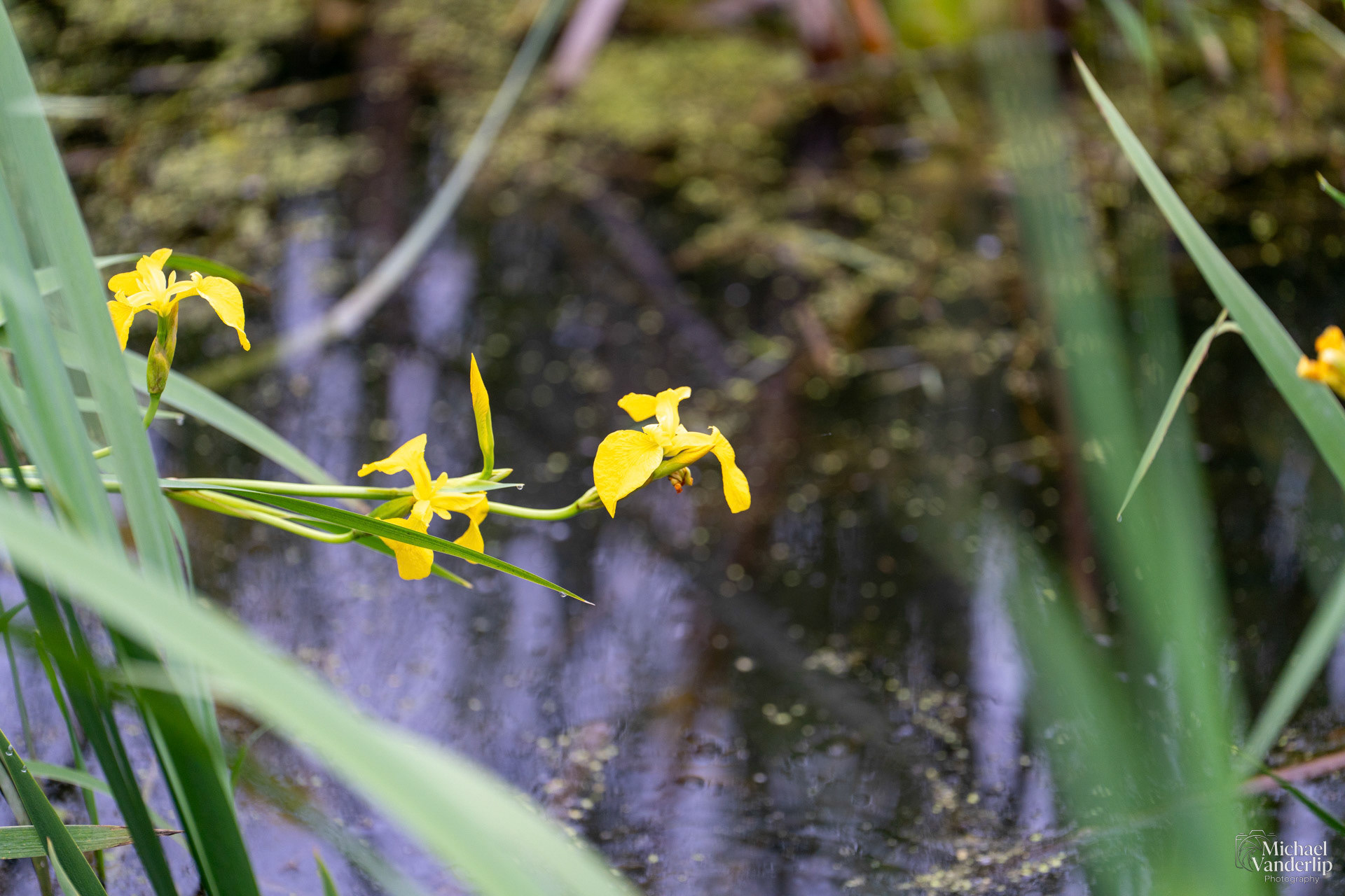 Yellow Iris along the Bear Creek Greenway near Talent, Oregon.