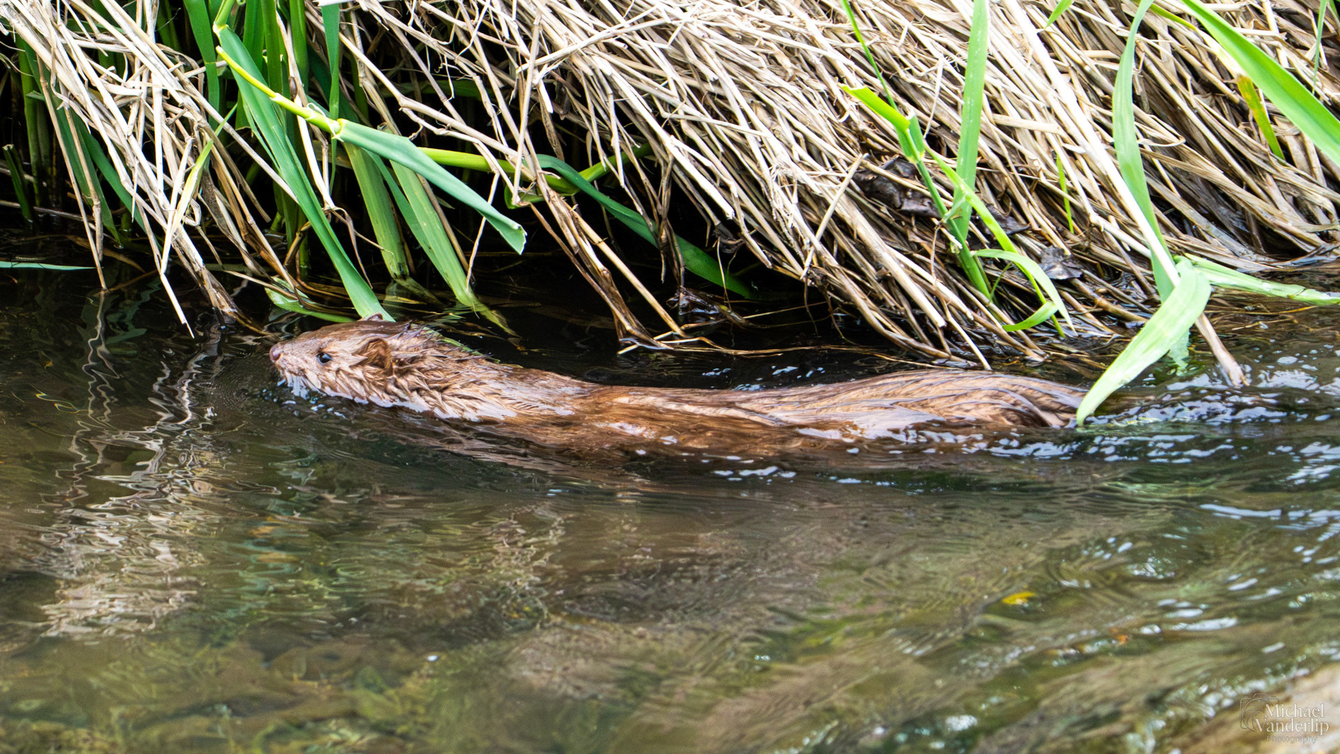 American Mink in Bear Creek along the Bear Creek Greenway near Talent, Oregon.