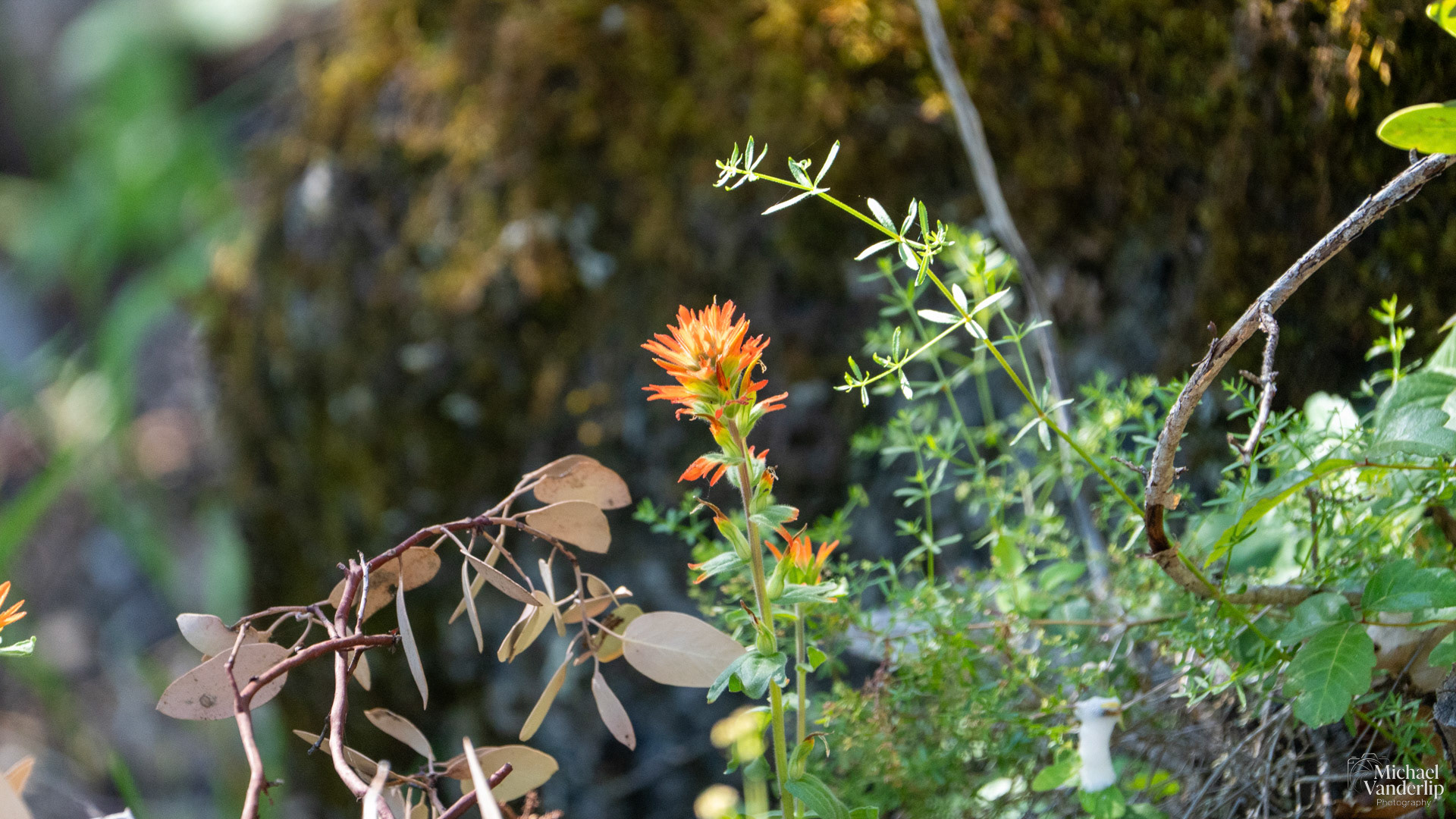 Paintbrush Wildflower along the White Rabbit Trail near Ashland, Oregon.