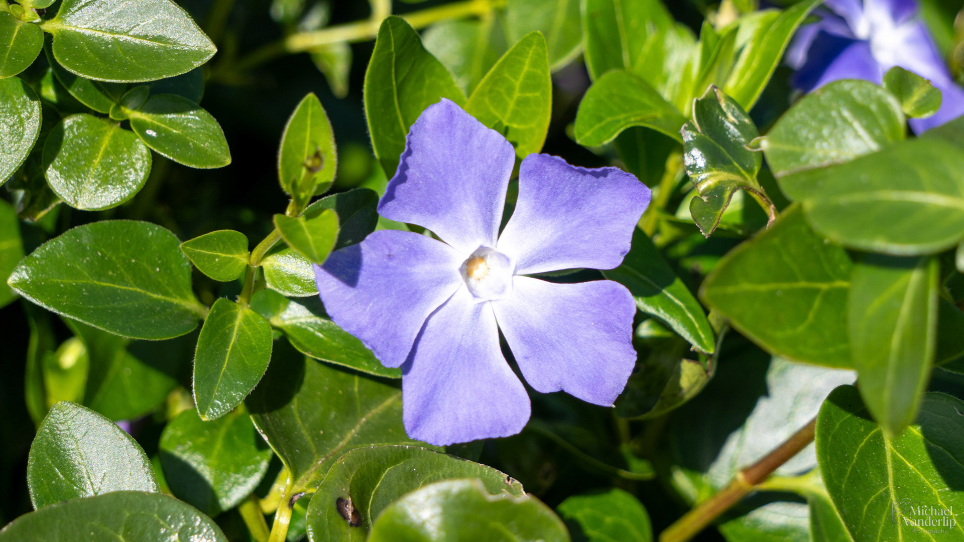 Periwinkle on Harris Beach, Brookings, Oregon.