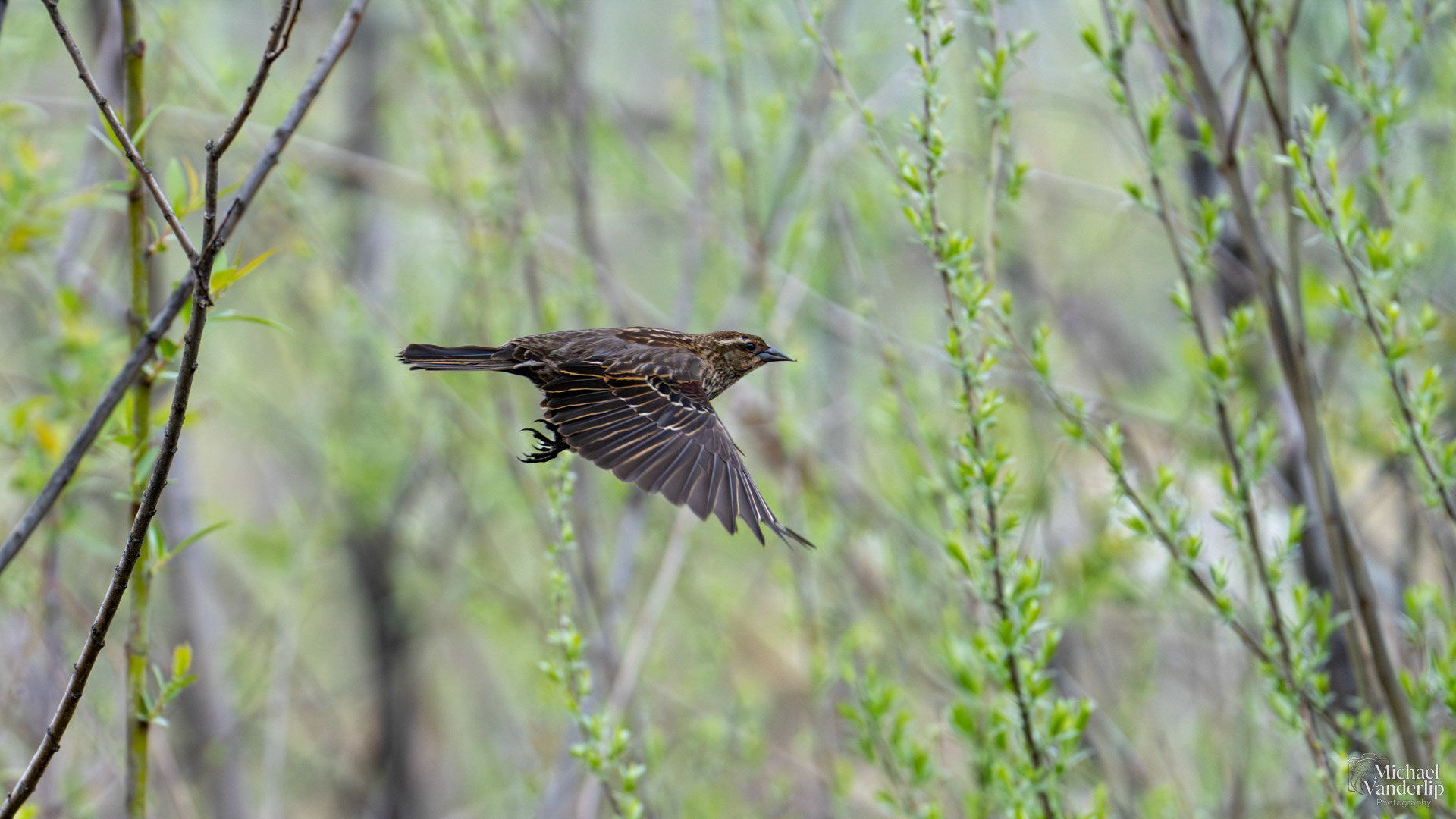 Red Winged Black Bird (female) along the Bear Creek Greenway near Talent, Oregon.