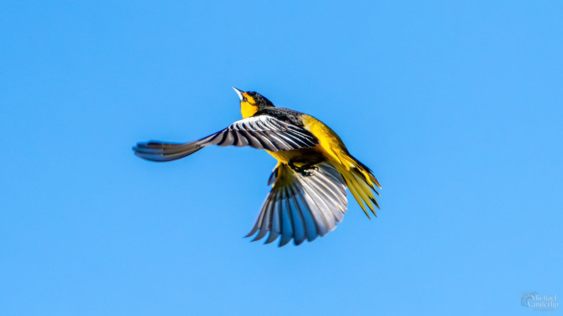 Bullock's Oriole along the Bear Creek Greenway near Talent, Oregon.