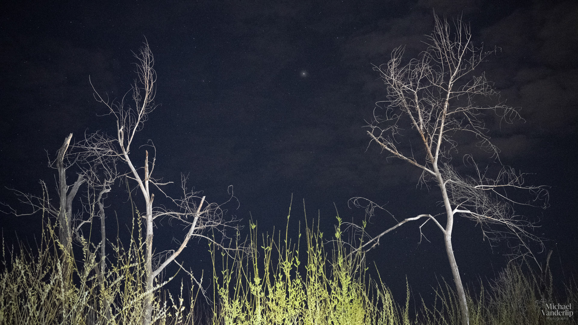 Trees at Night along the Bear Creek Greenway near Talent, Oregon.
