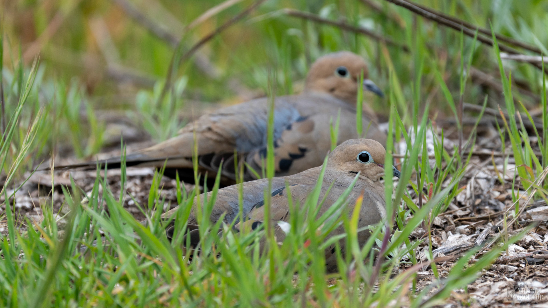 Mourning Doves along the Bear Creek Greenway near Talent, Oregon.