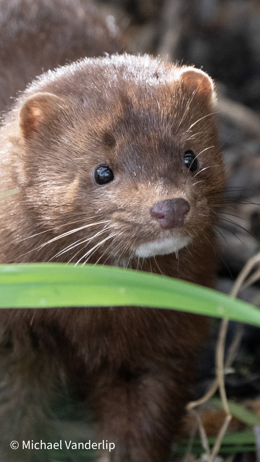 American Mink along the Bear Creek Greenway near Talent, Oregon.