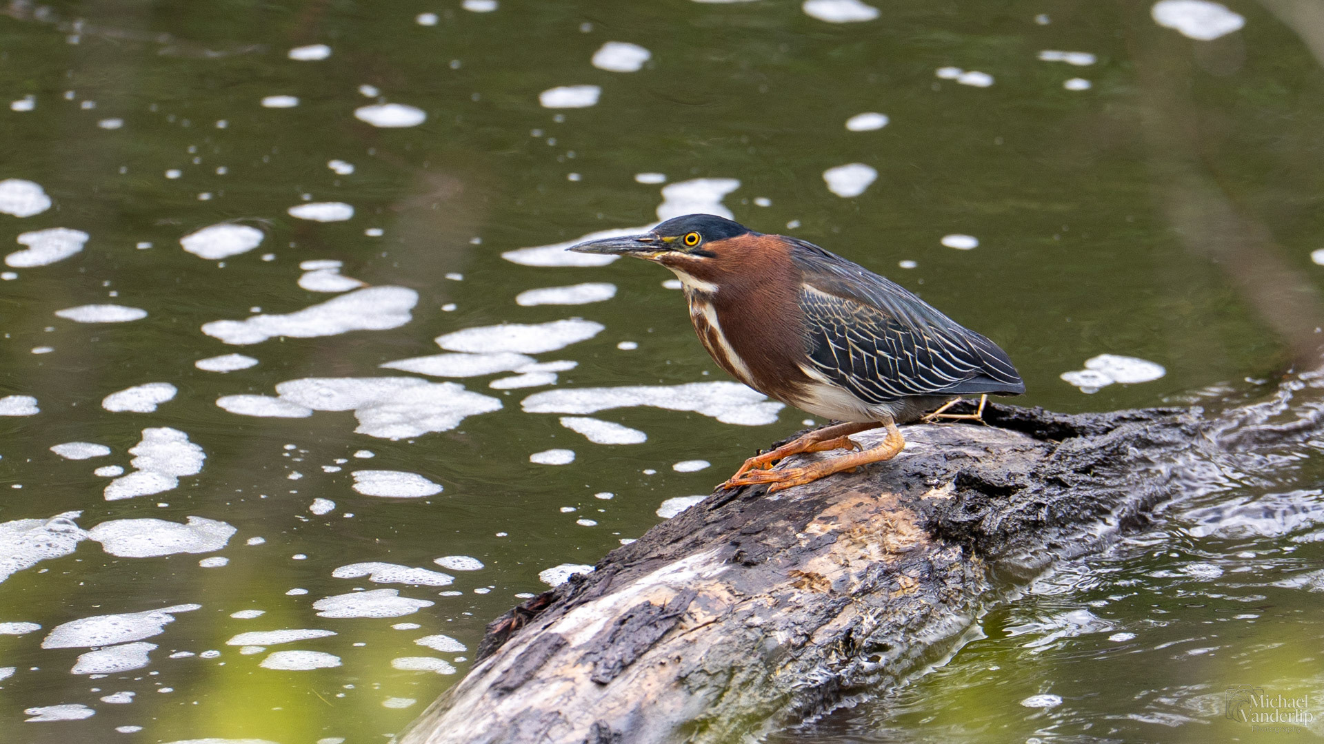 Green Heron along the Bear Creek Greenway near Talent, Oregon.