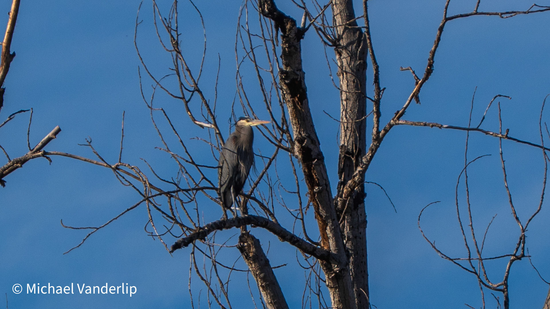 A Great Blue Heron in a tree along the Talent Greenway.