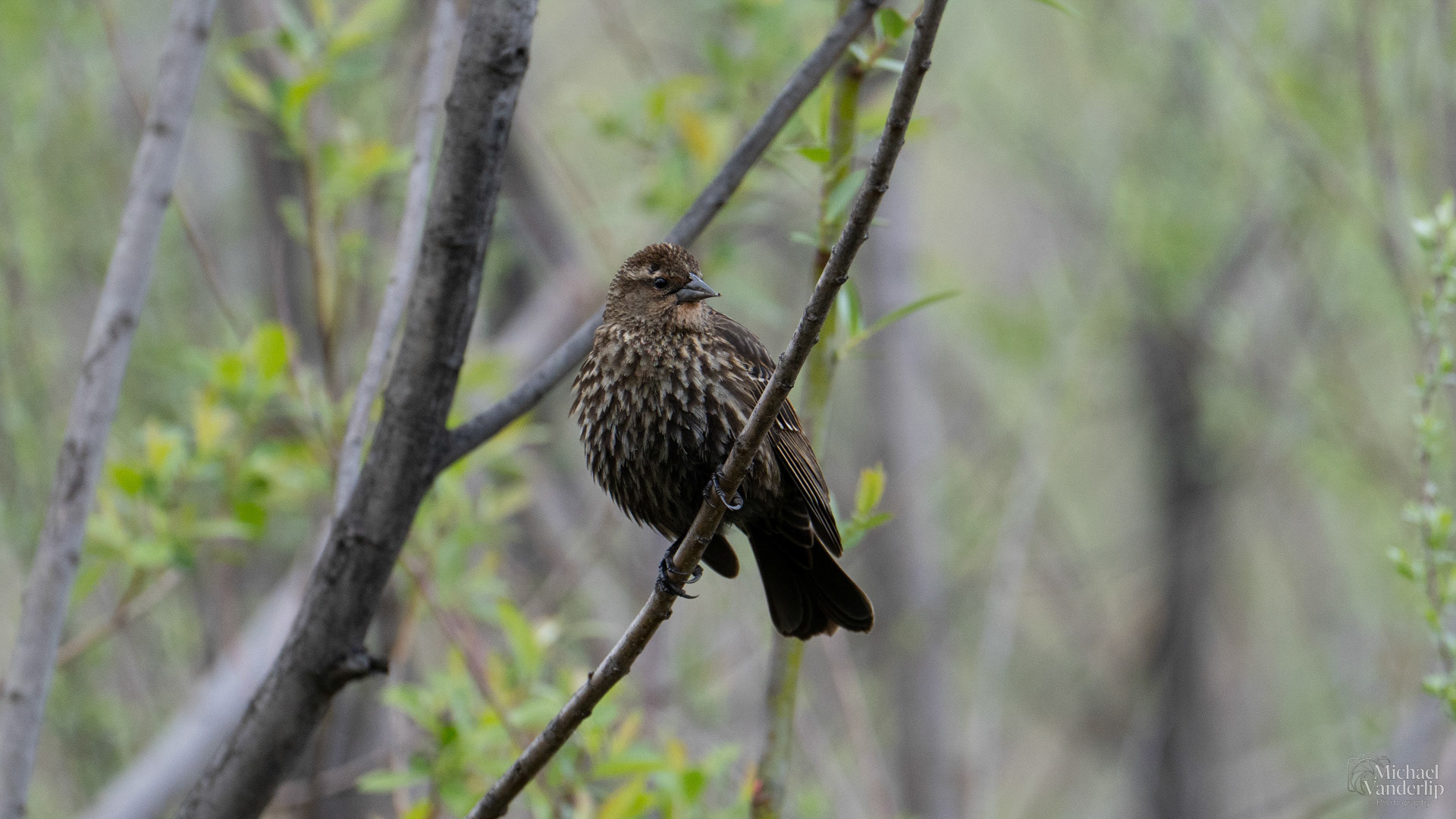 Red Winged Black Bird (female) along the Bear Creek Greenway near Talent, Oregon.