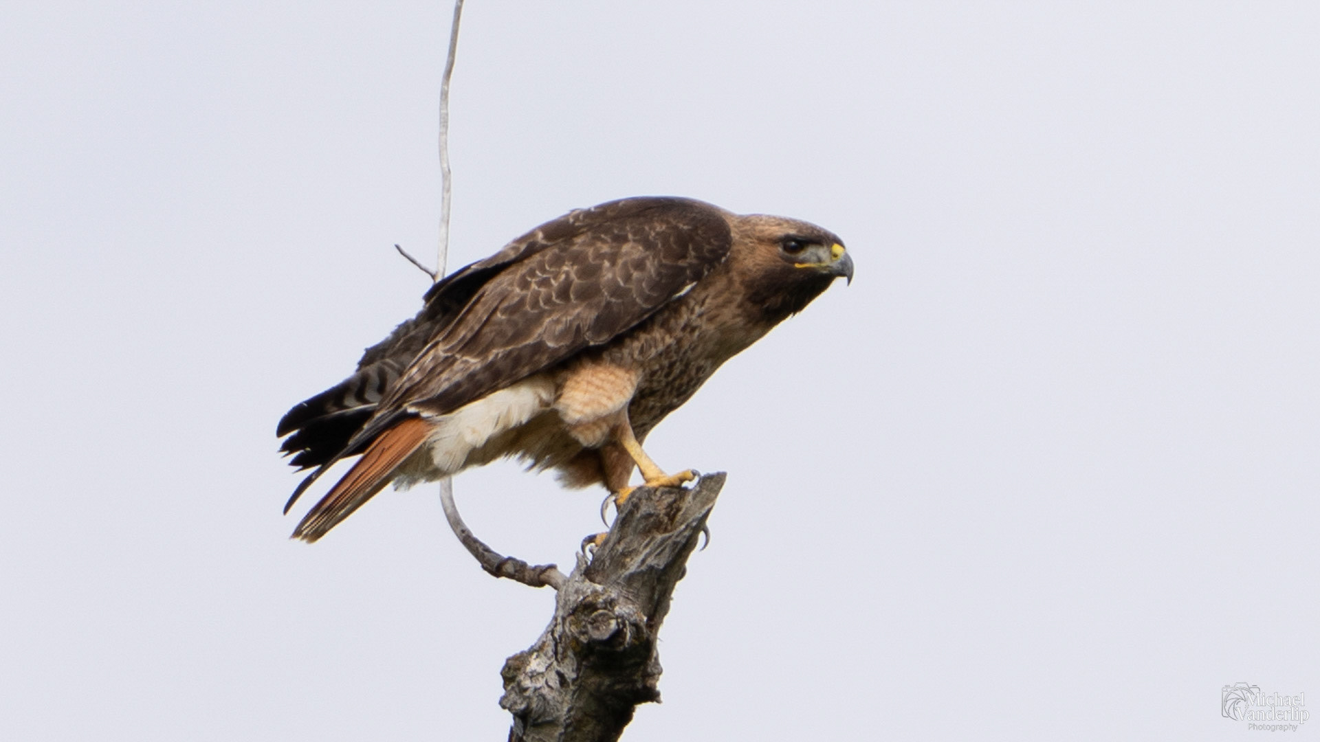 Red Tailed Hawk along the Bear Creek Greenway near Talent, Oregon.