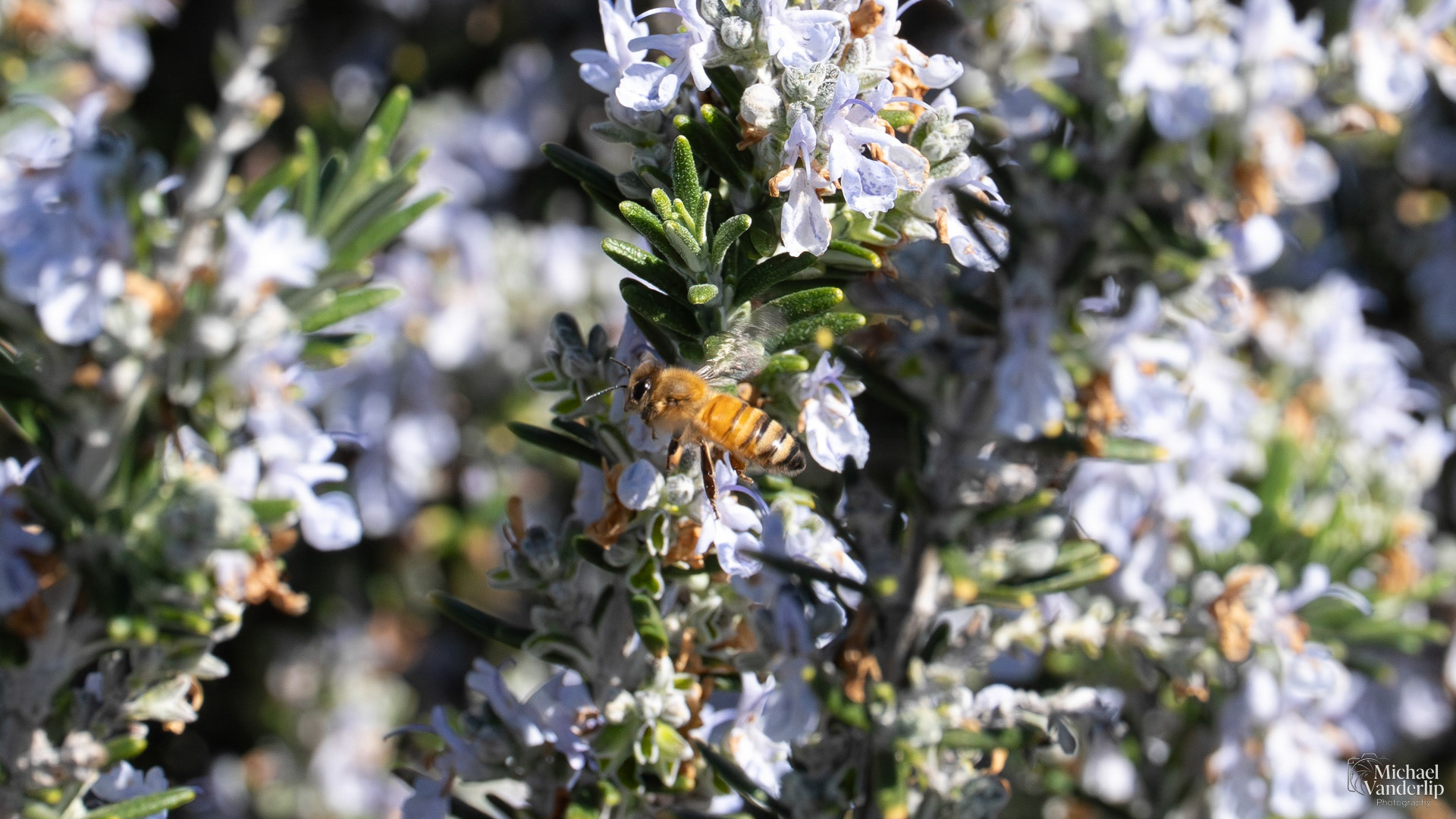 Honey Bee on a Rosemary plant in Talent, Oregon.