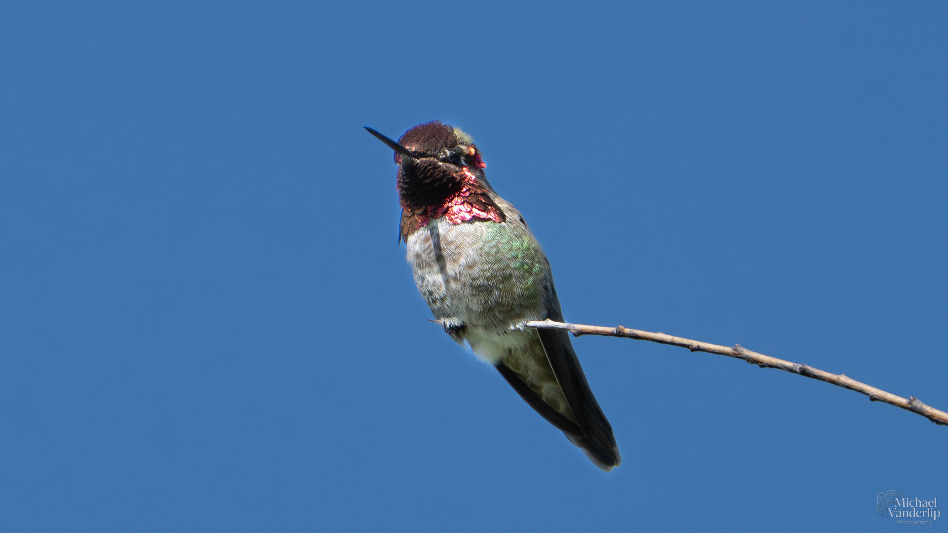Anna's Hummingbird along the Bear Creek Greenway near Talent, Oregon.