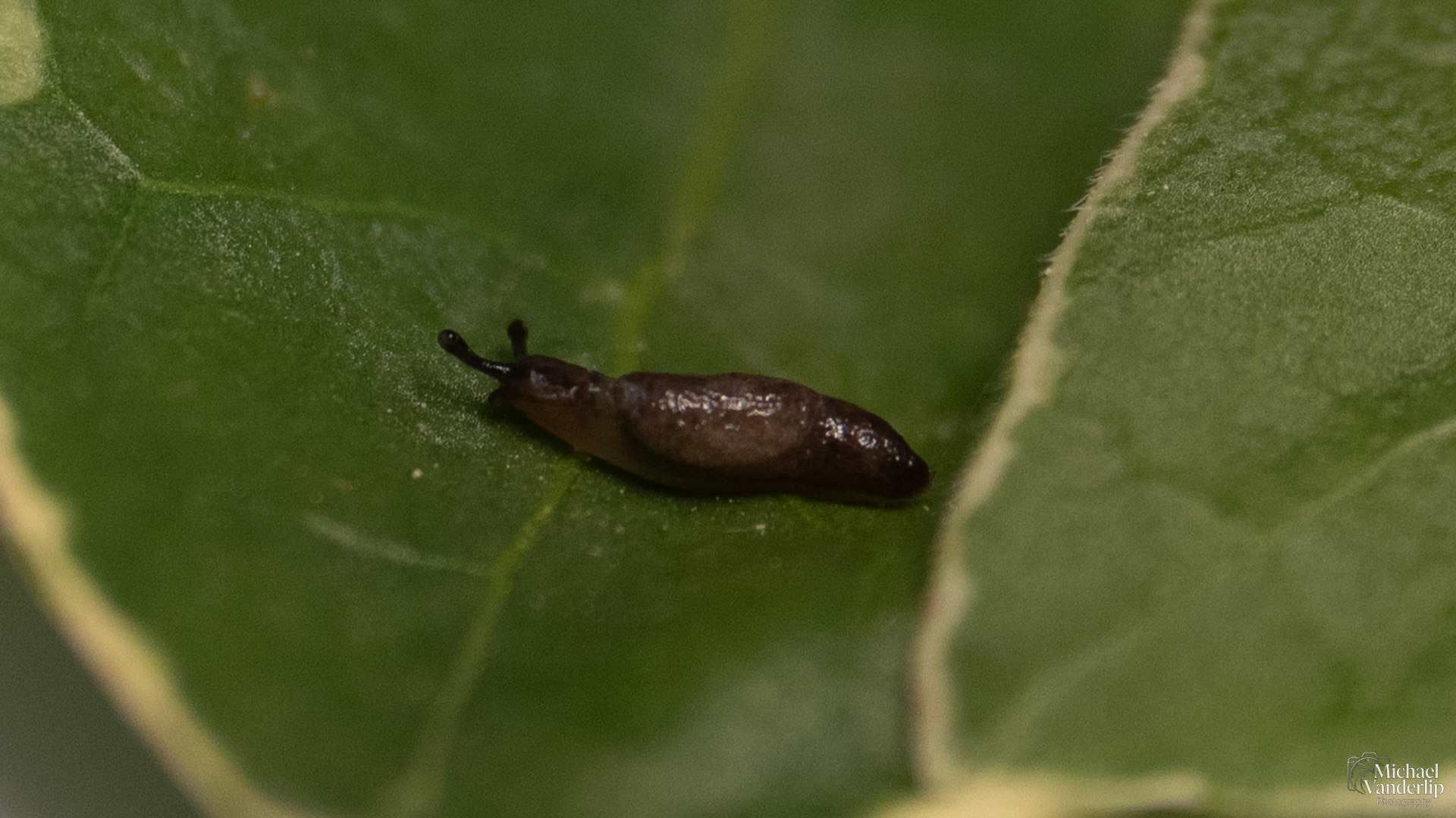 Field Slug along the Bear Creek Greenway near Talent, Oregon.
