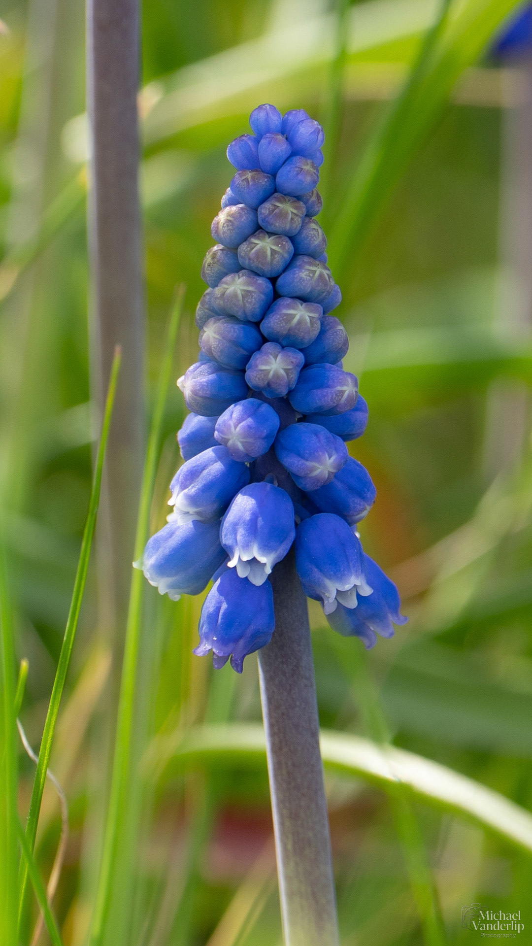 Grape Hyacinth along the Bear Creek Greenway near Talent, Oregon.