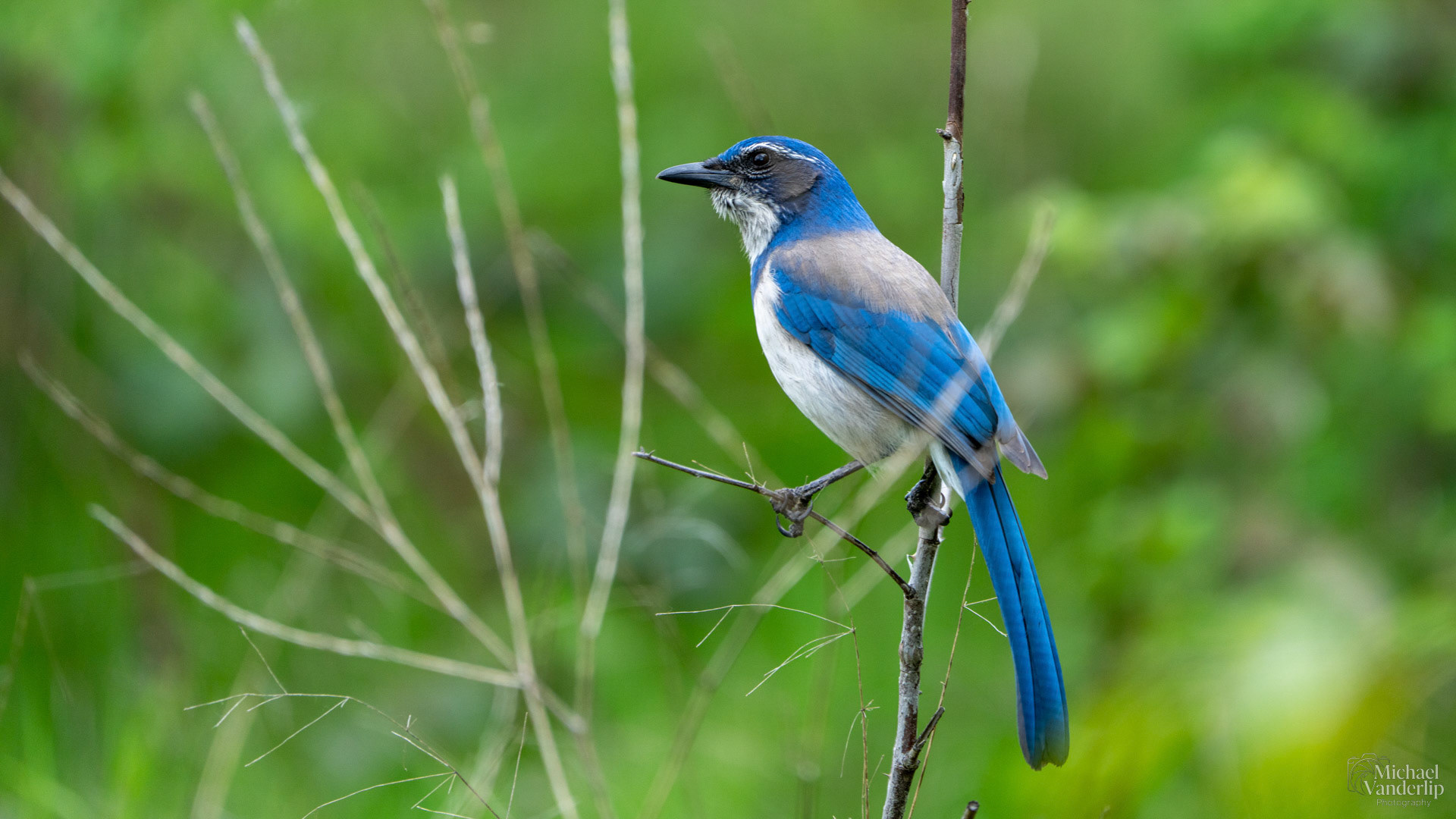 California Scrub Jay along the Bear Creek Greenway near Talent, Oregon.