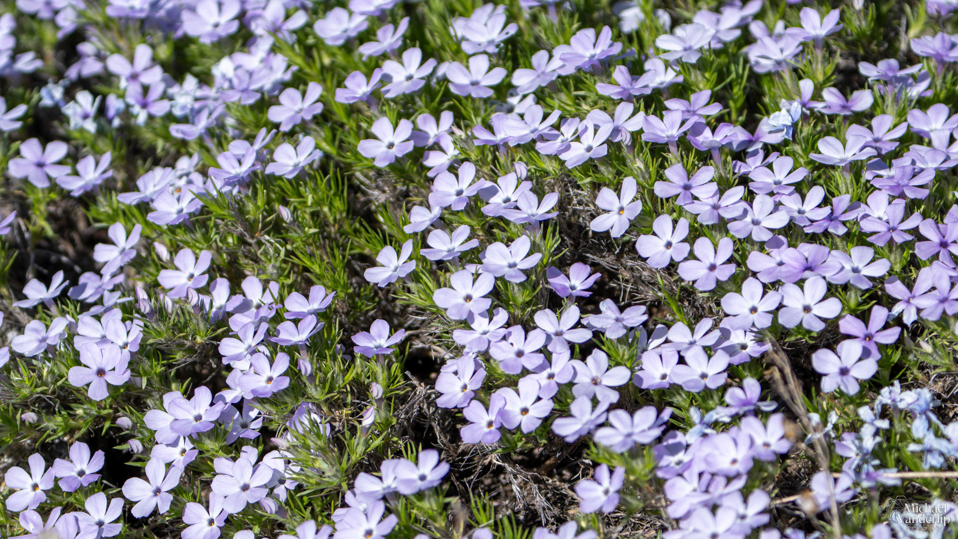 Creeping Phlox along the Pacific Crest Trail near Mt. Ashland, Oregon.