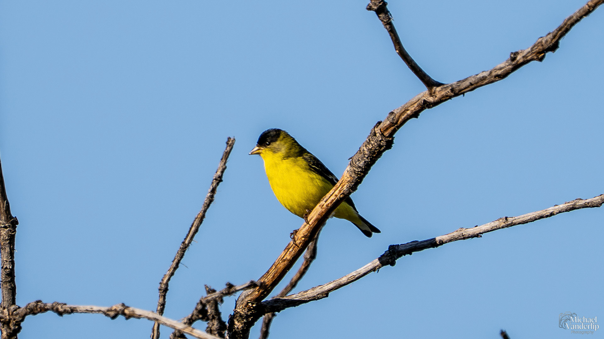 Lesser Goldfinch along the Bear Creek Greenway near Talent, Oregon.
