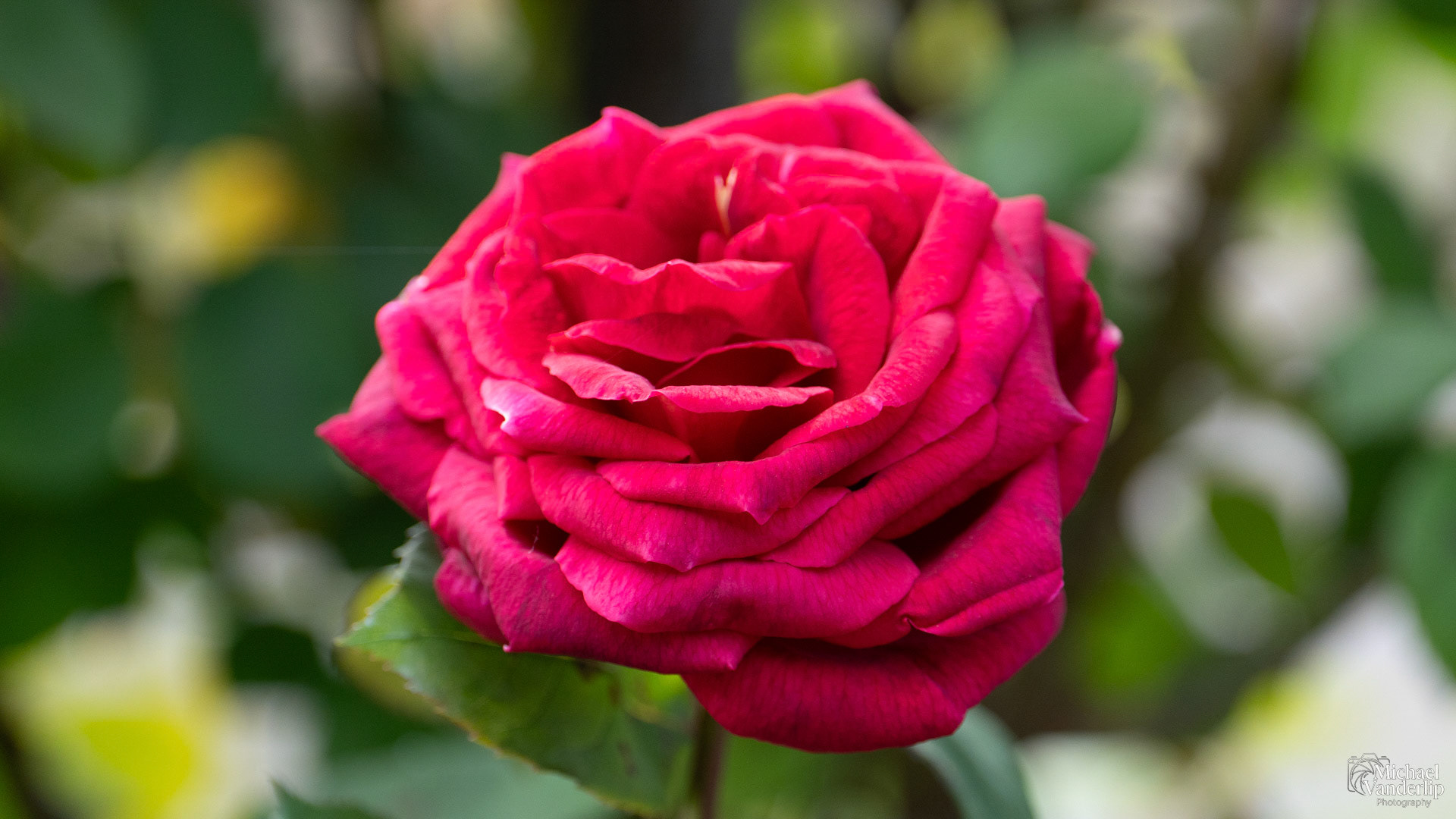 Rose in Talent, Oregon.