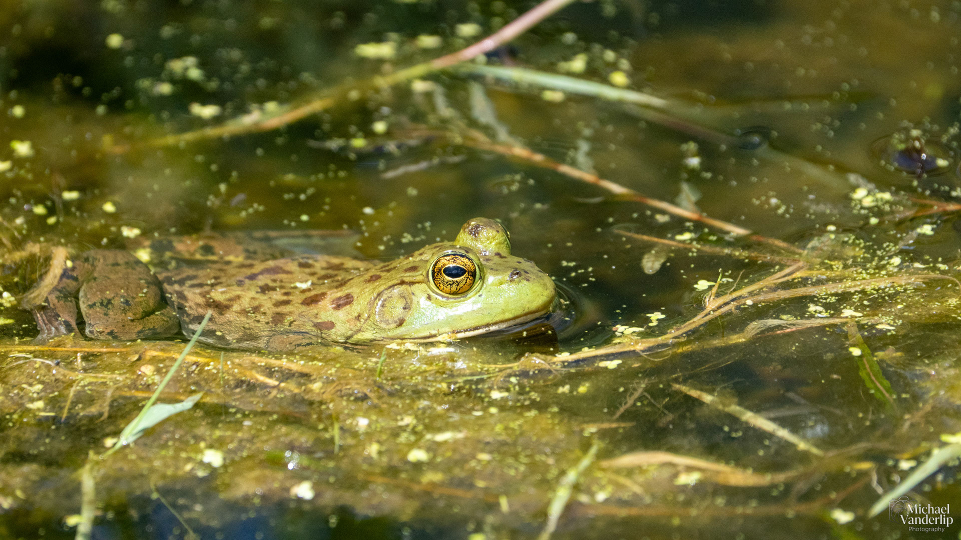 American Bullfrog along the Bear Creek Greenway near Talent, Oregon.