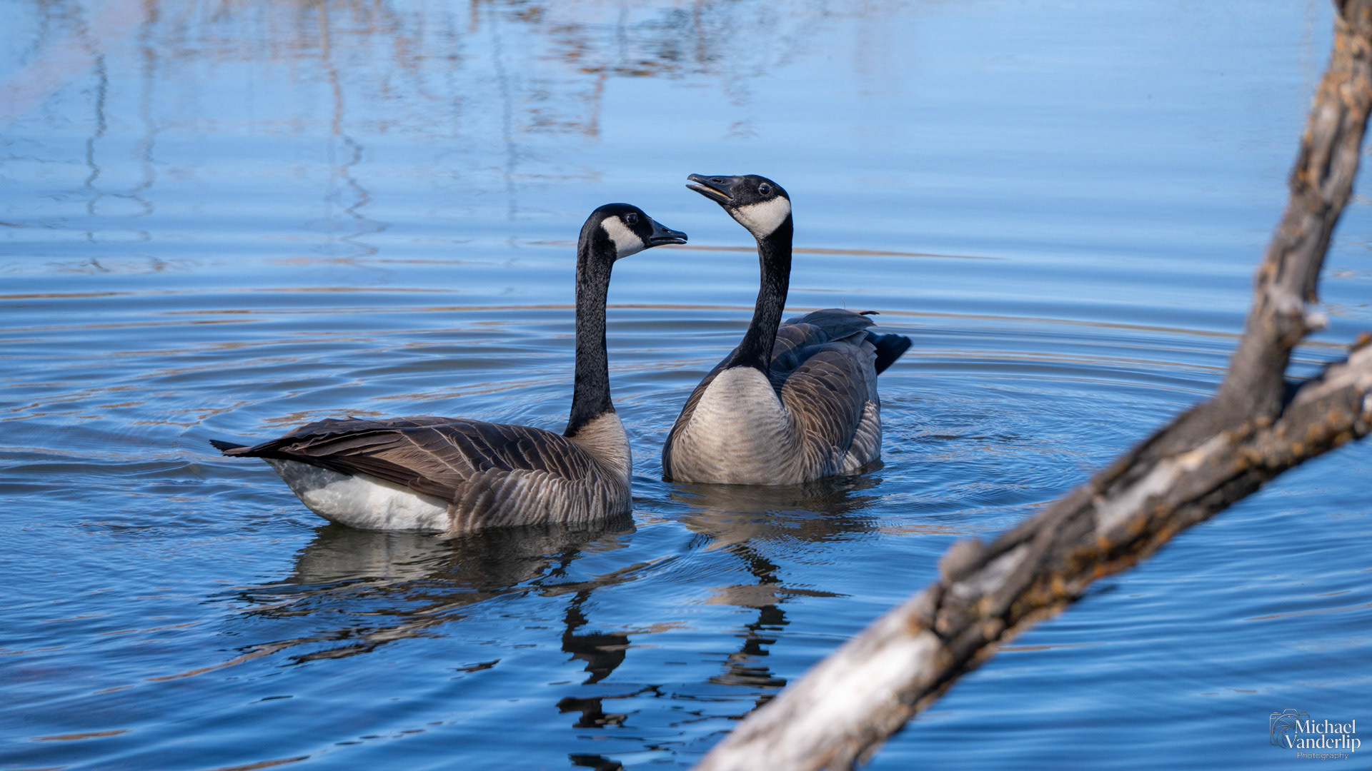 Canada Geese along the Bear Creek Greenway near Talent, Oregon.