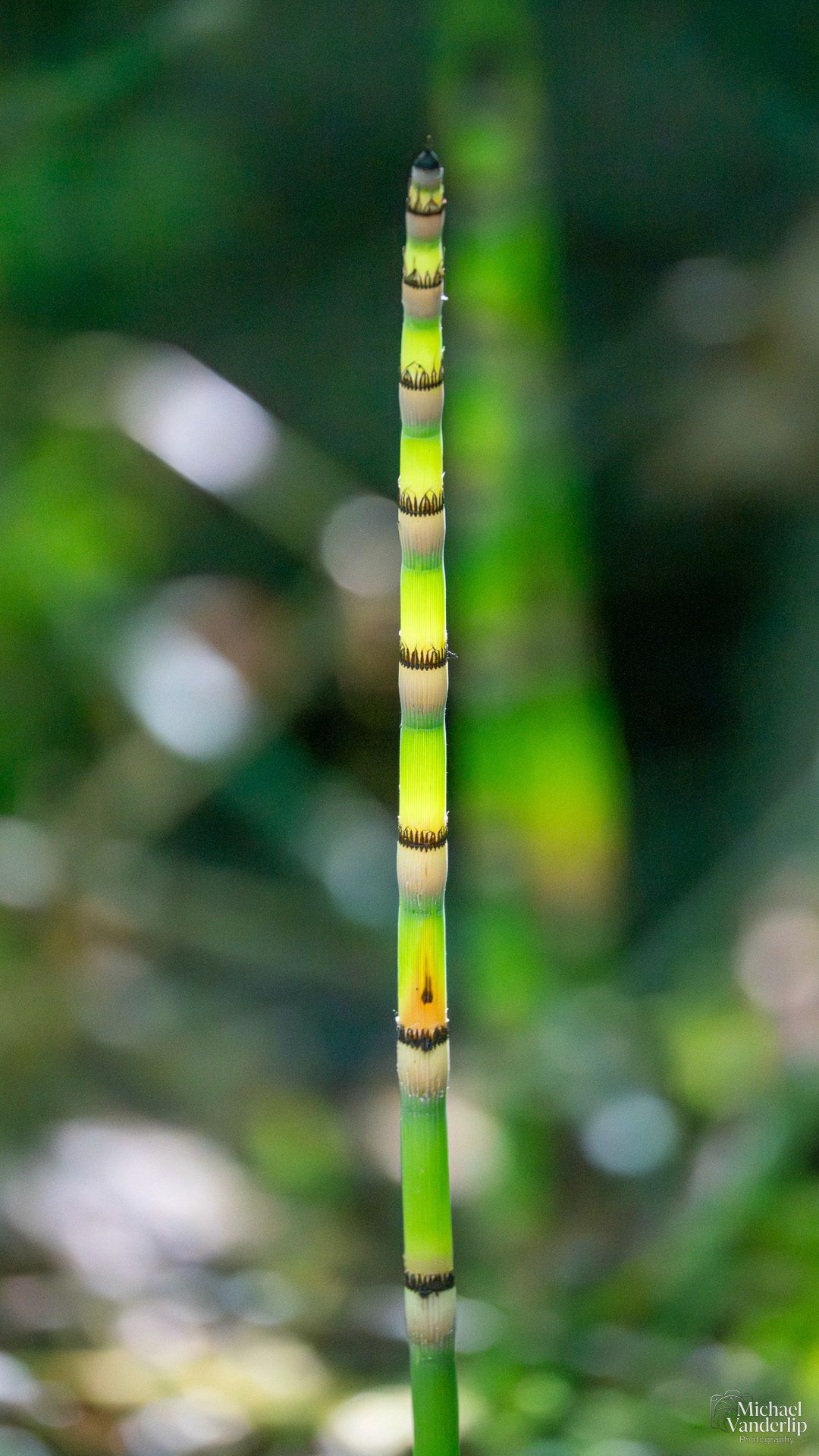 Rough Horsetail in Lithia Park, Ashland, Oregon.