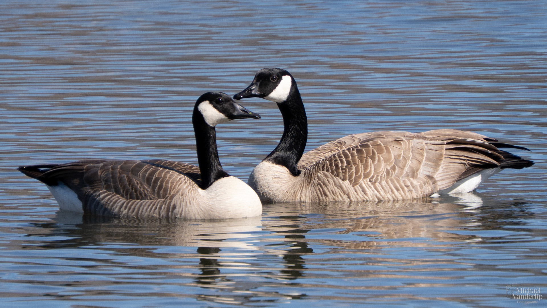 Canada Geese along the Bear Creek Greenway near Talent, Oregon.