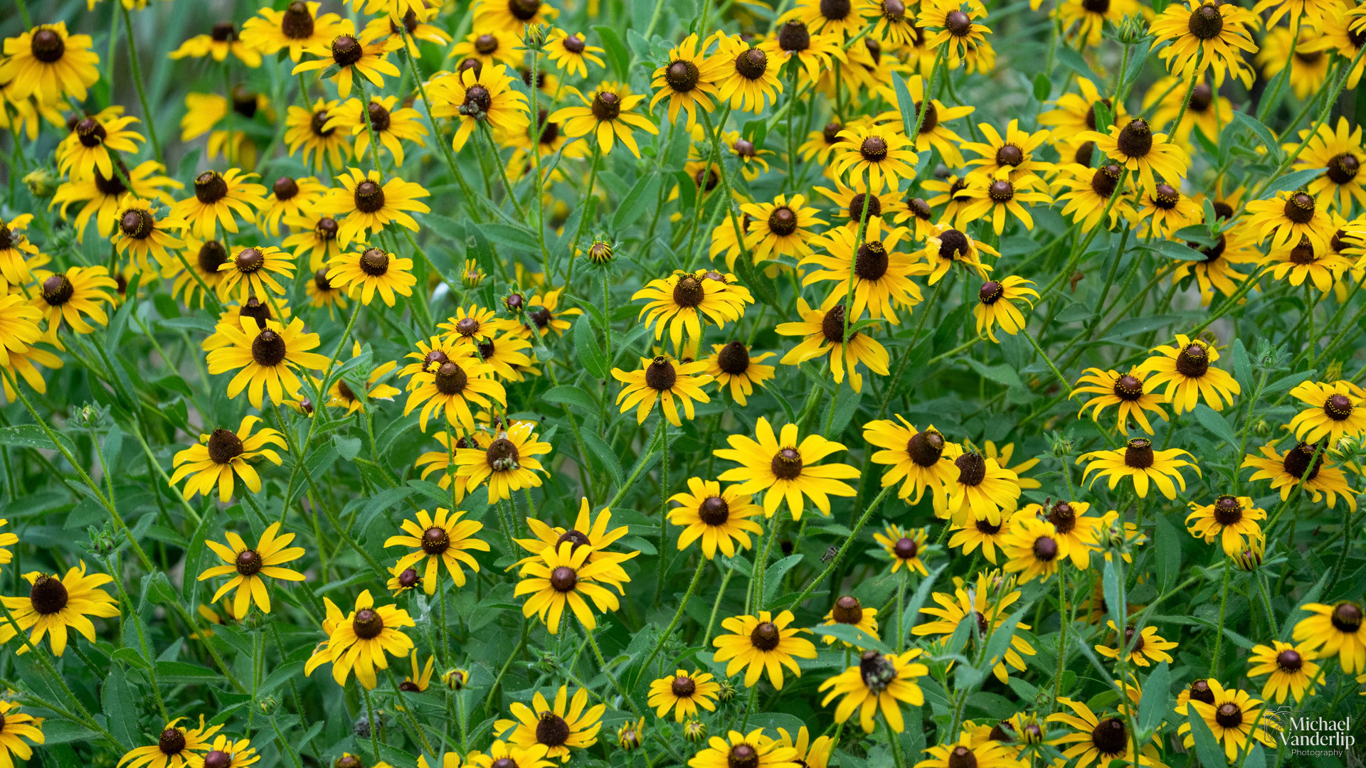 Black-Eyed Susan in Broken Arrow, Oklahoma.
