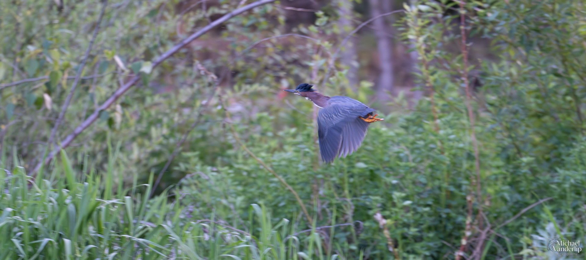 Green Heron along the Bear Creek Greenway near Talent, Oregon.