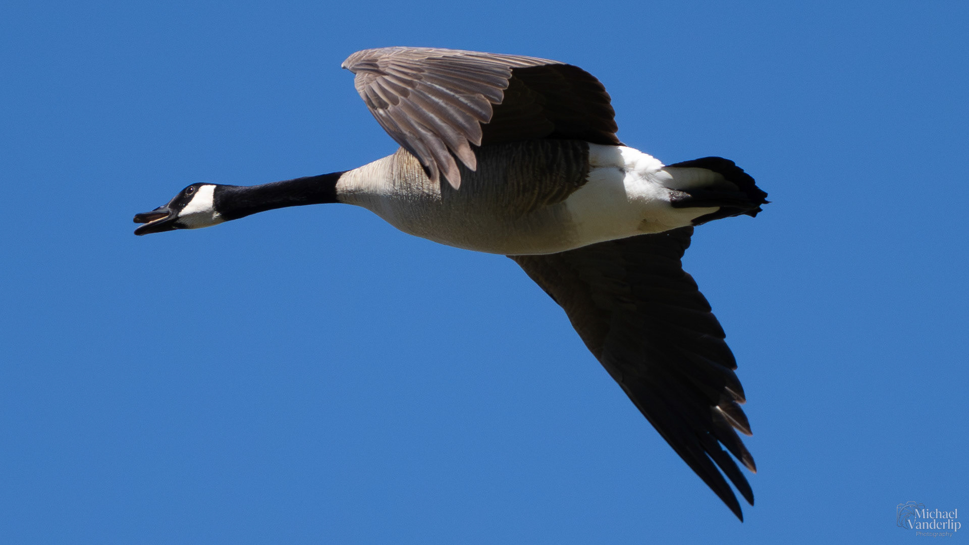 Canada Goose along the Bear Creek Greenway near Talent, Oregon.