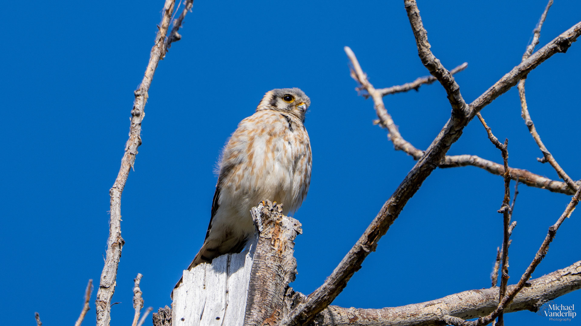 American Kestrel along the Bear Creek Greenway near Talent, Oregon.