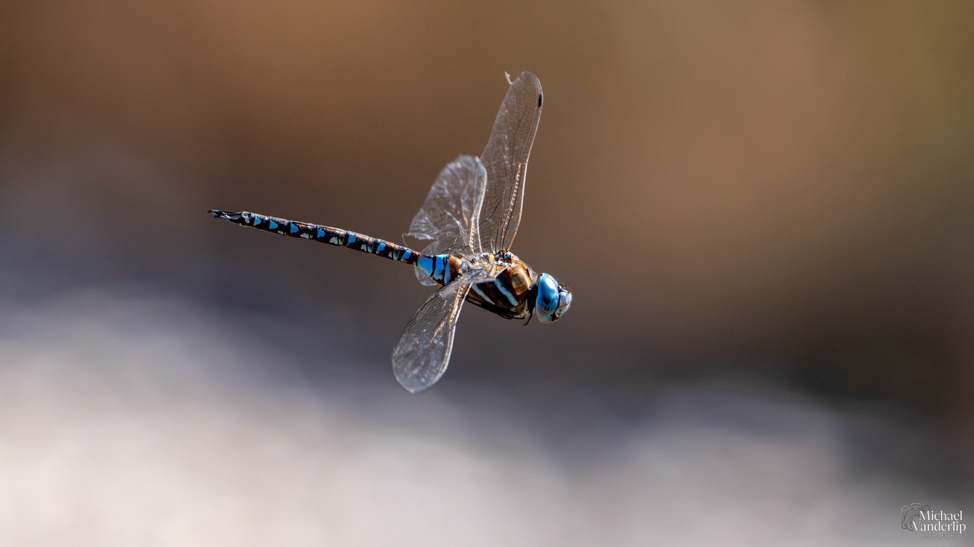 Blue-Eyed Darner Dragonfly along the Bear Creek Greenway near Talent, Oregon.