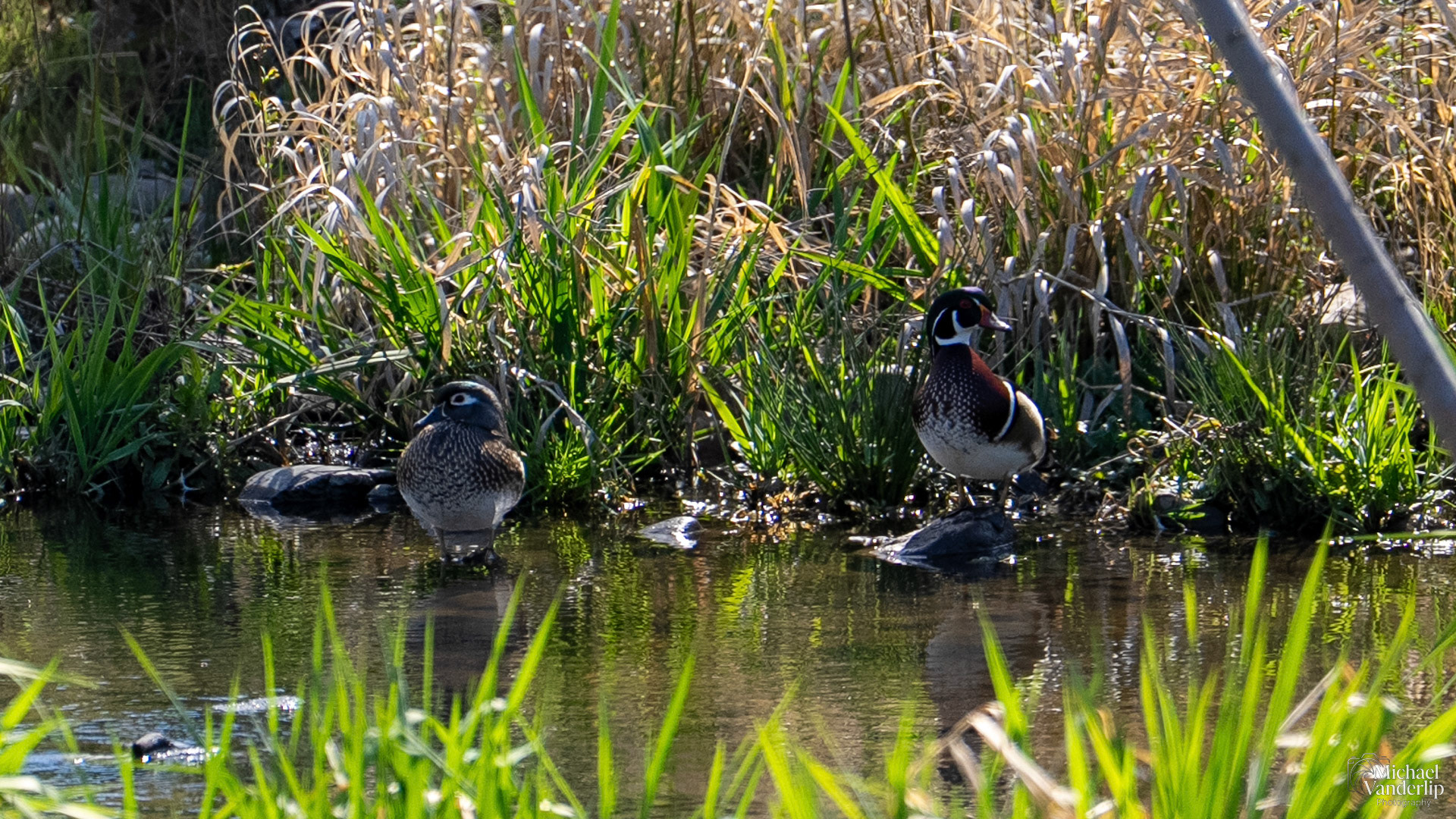 Wood Ducks along the Bear Creek Greenway near Talent, Oregon.
