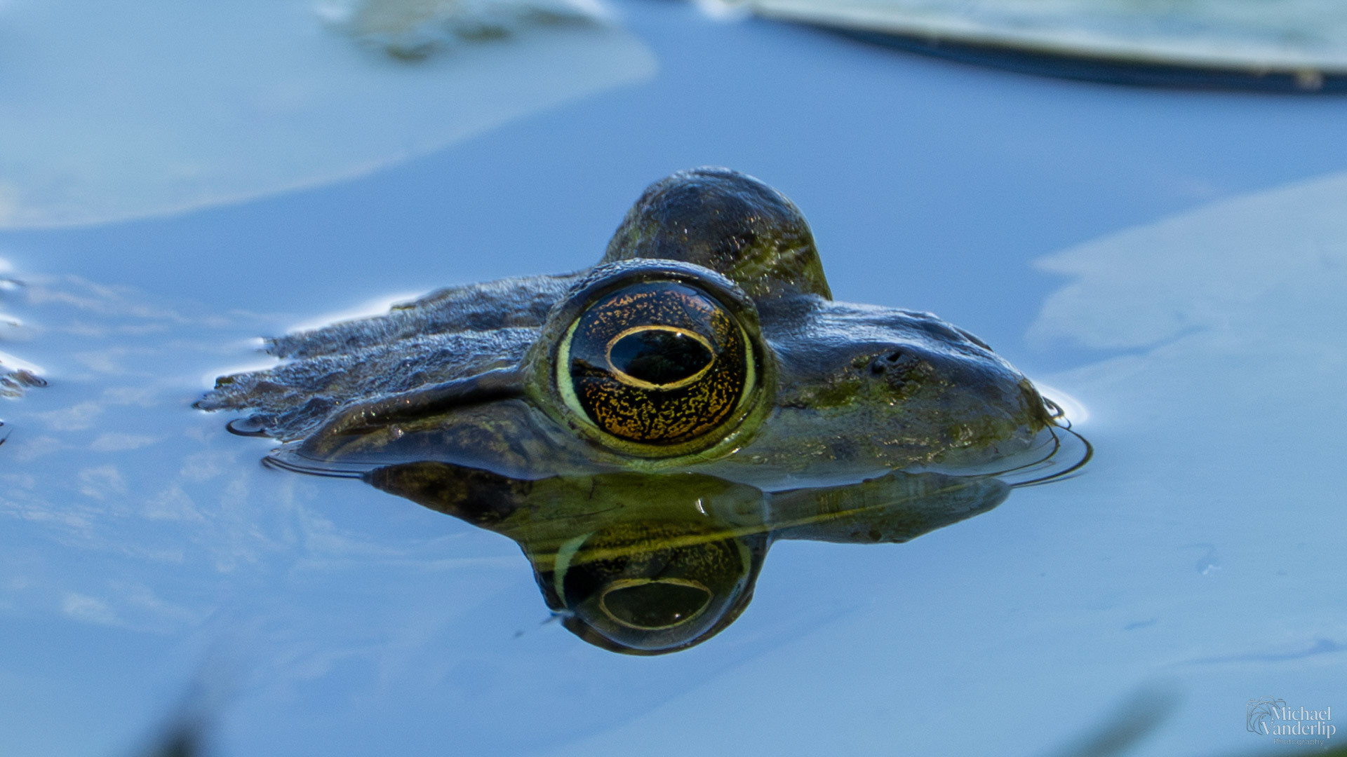 American Bullfrog along the Bear Creek Greenway near Talent, Oregon.