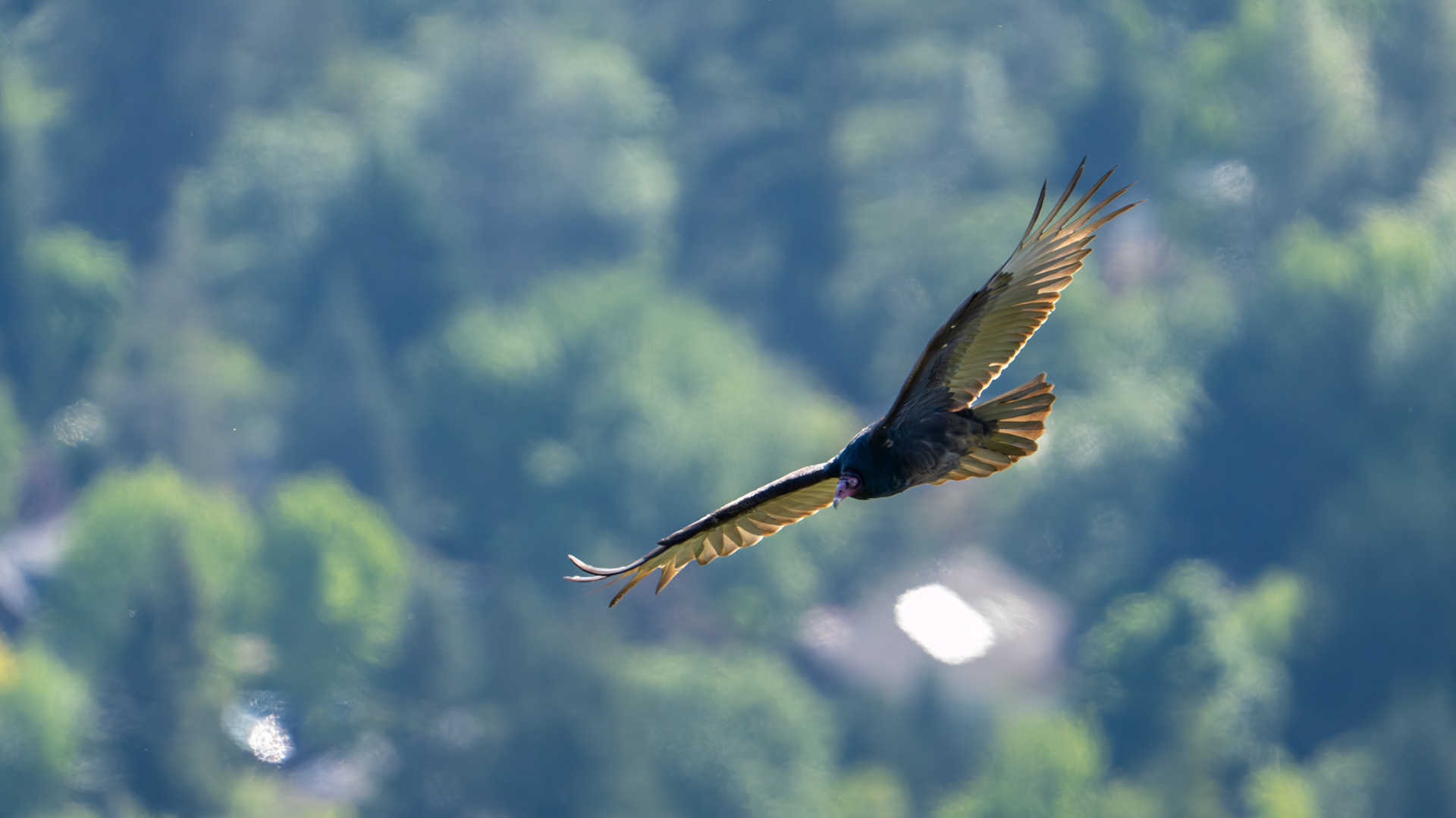 Turkey Vulture along the White Rabbit Trail near Ashland, Oregon.
