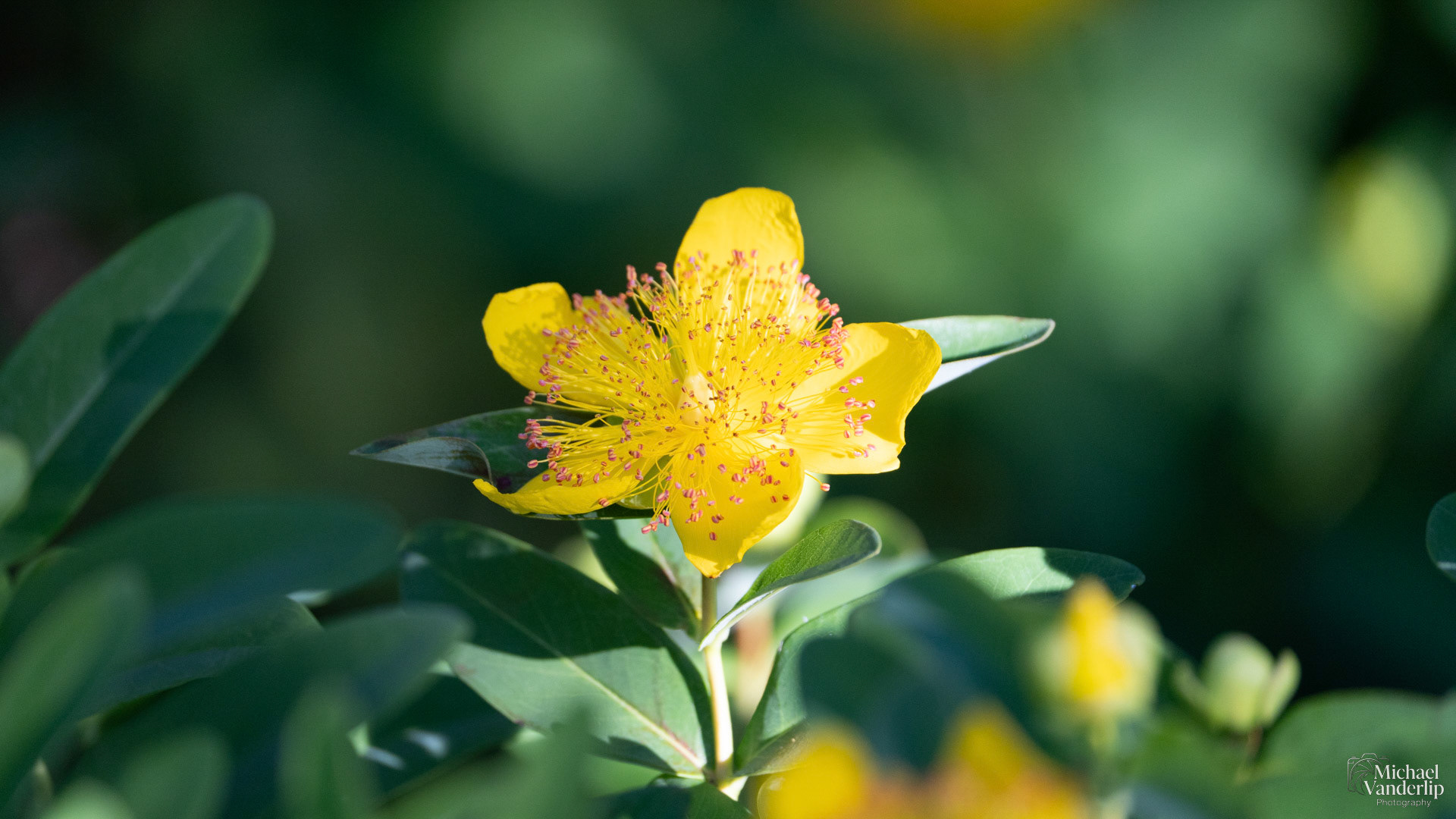 Hypericum Calycinum in Lithia Park, Ashland, Oregon.