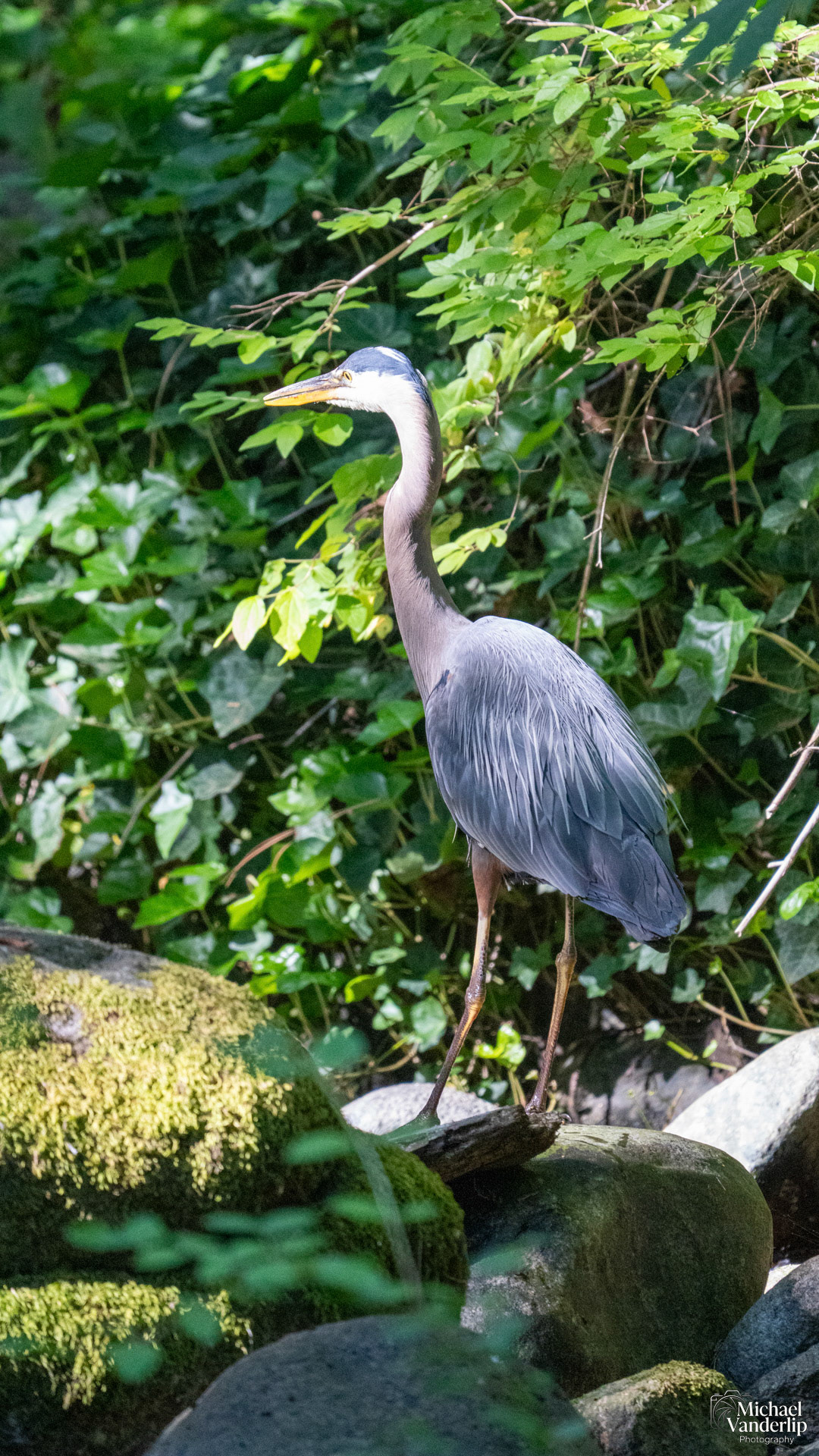 Great Blue Heron in Lithia Park, Ashland, Oregon.